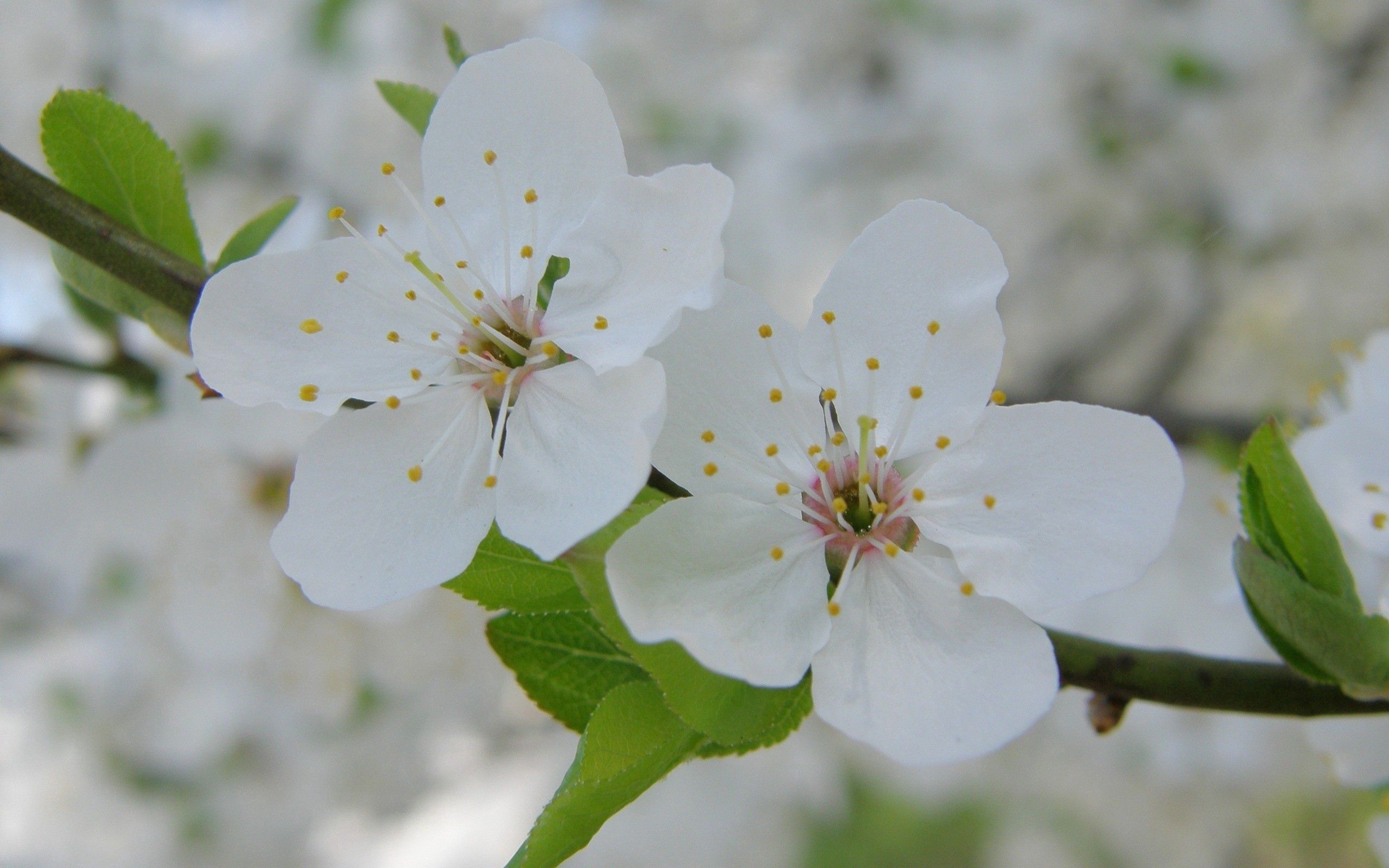 Free download wallpaper Macro, Petals, Flowering, Flowers, Bloom, Spring on your PC desktop