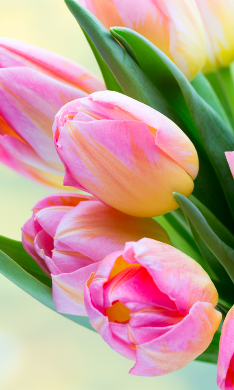 Download mobile wallpaper Flowers, Flower, Earth, Tulip, Pink Flower for free.