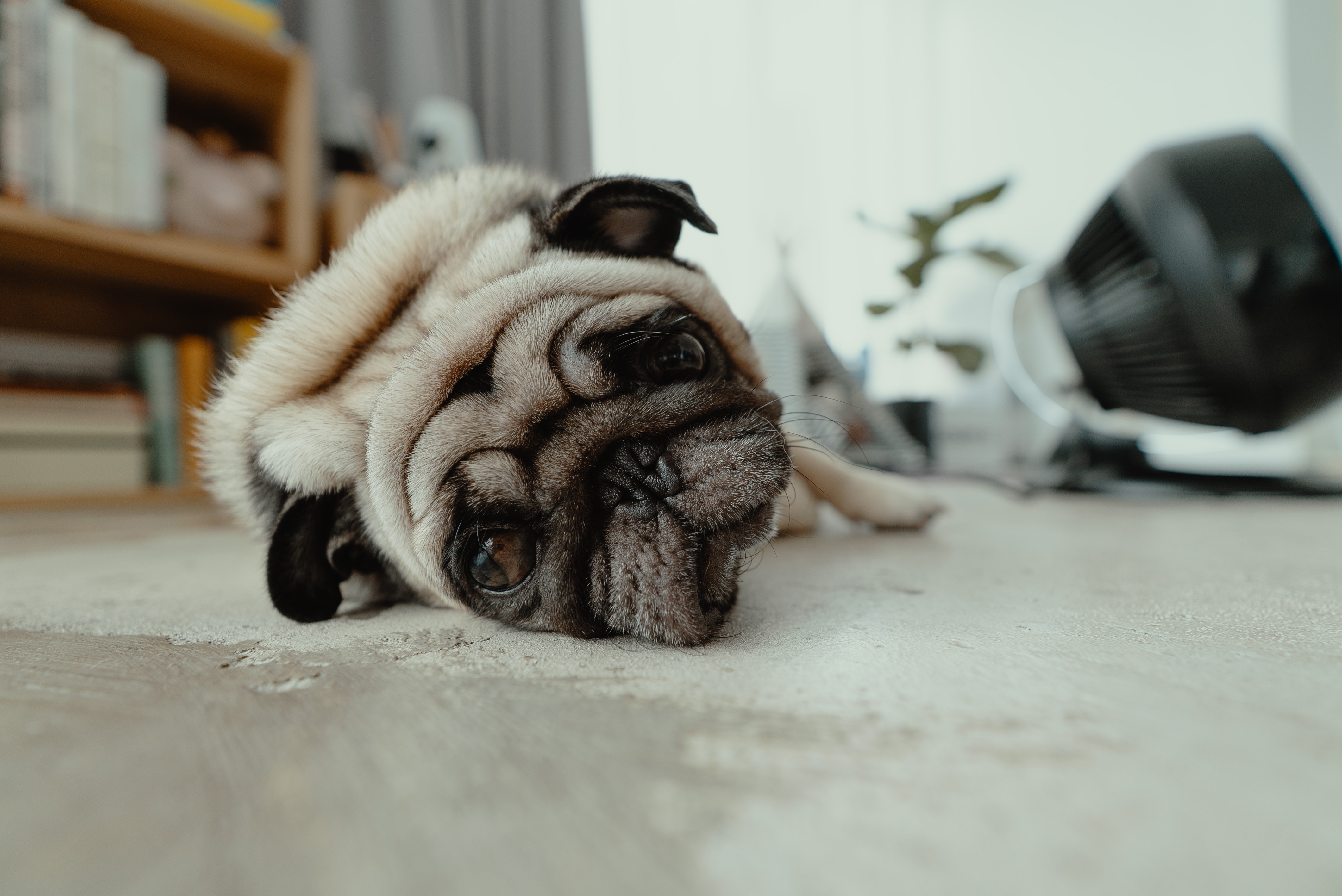 Free download wallpaper Dogs, Dog, Animal, Pug on your PC desktop