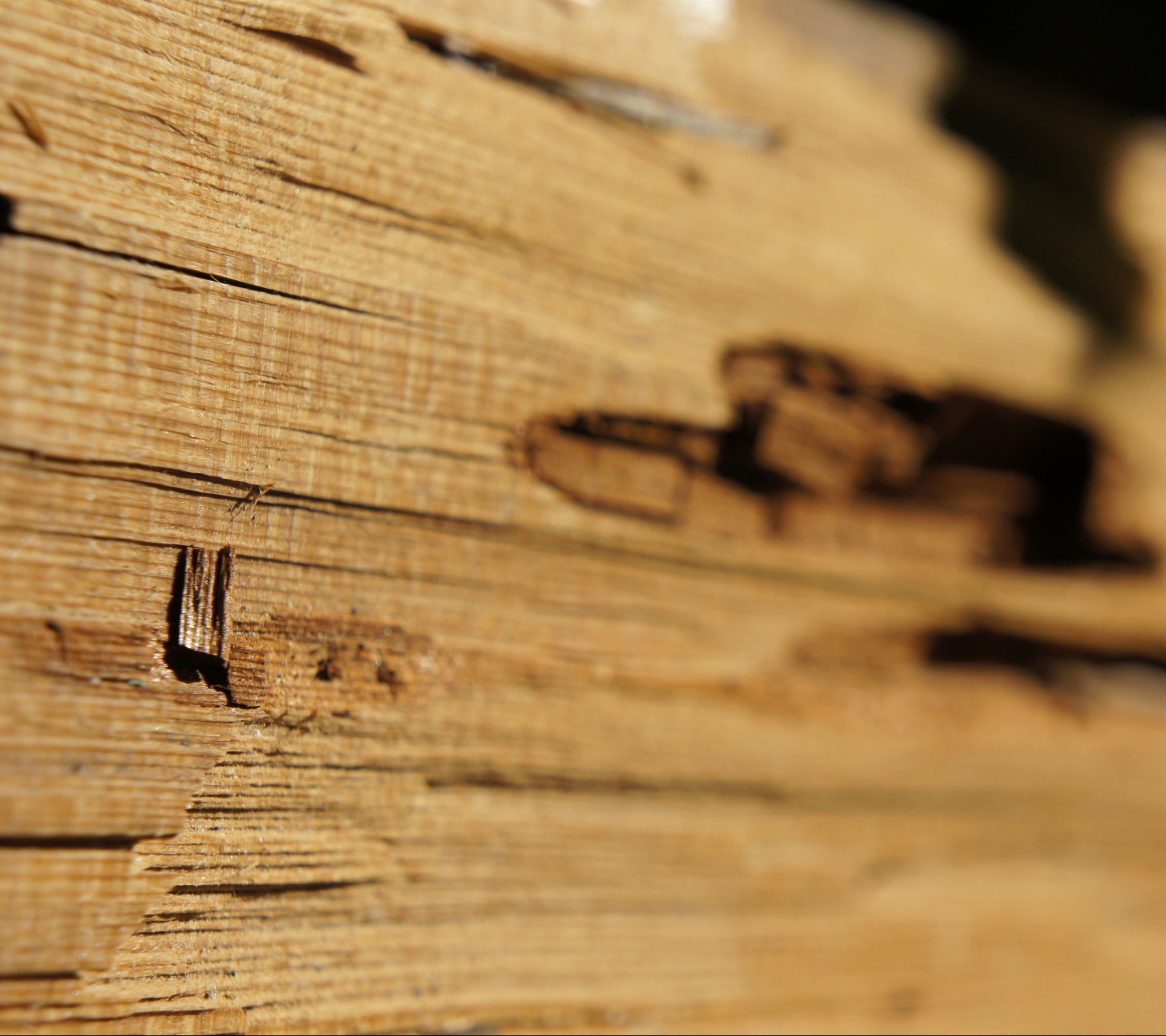 Handy-Wallpaper Holz, Baum, Erde/natur kostenlos herunterladen.