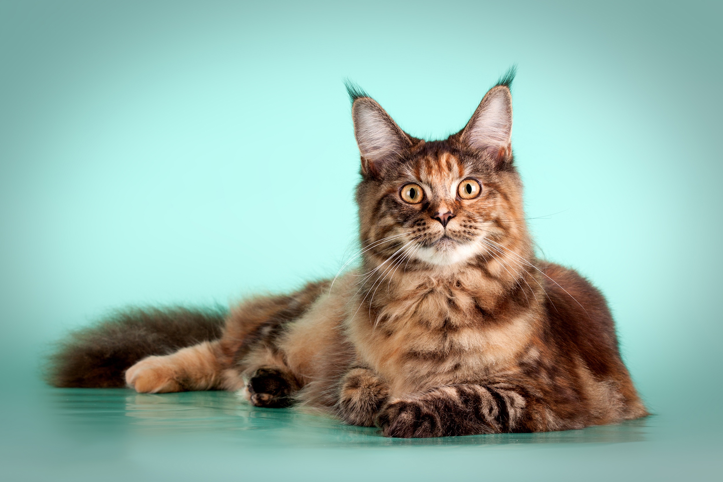 Завантажити шпалери безкоштовно Кішка, Тварина, Коти, Мейн Кун картинка на робочий стіл ПК