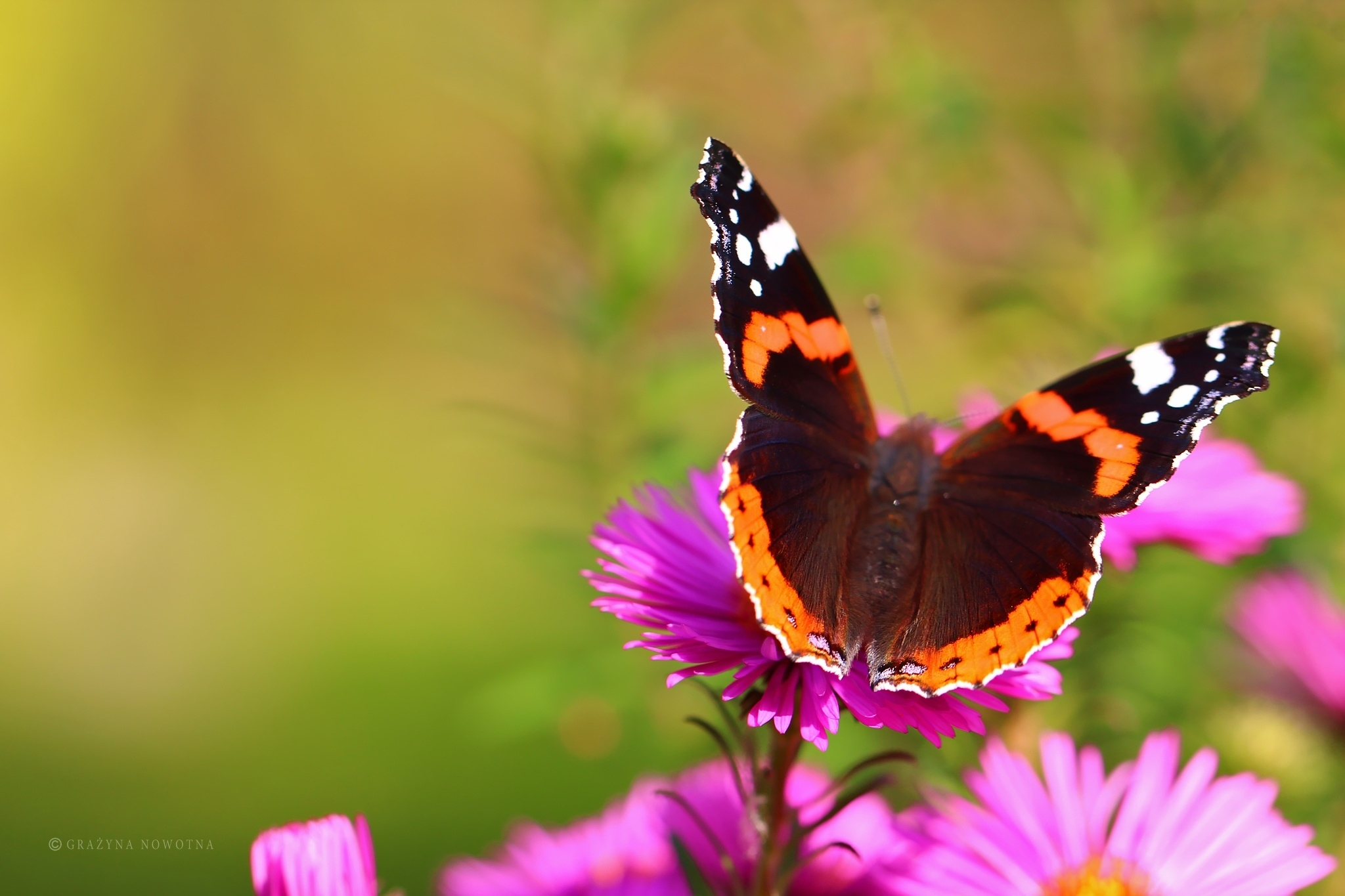 Download mobile wallpaper Flower, Butterfly, Animal, Purple Flower for free.