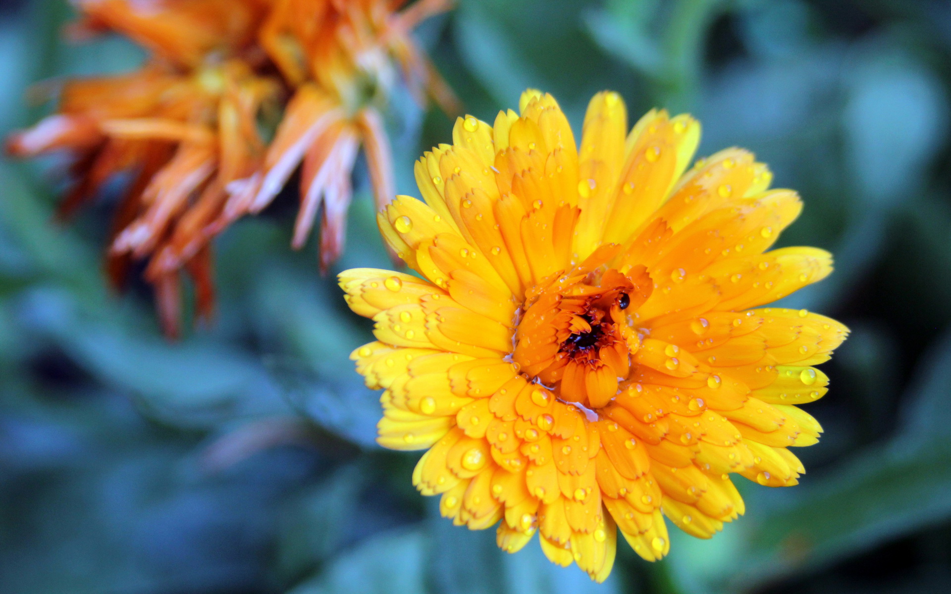 Téléchargez gratuitement l'image Fleurs, Fleur, Terre/nature sur le bureau de votre PC