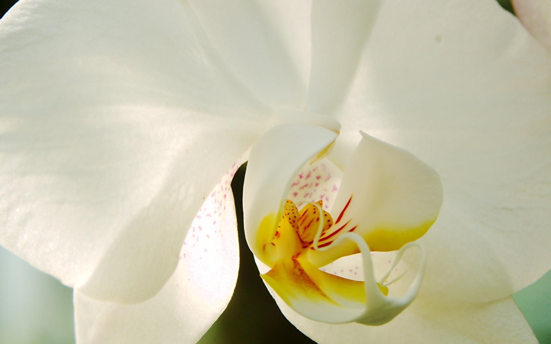 Скачати мобільні шпалери Орхідея, Біла Квітка, Флауерзи, Квітка, Земля безкоштовно.