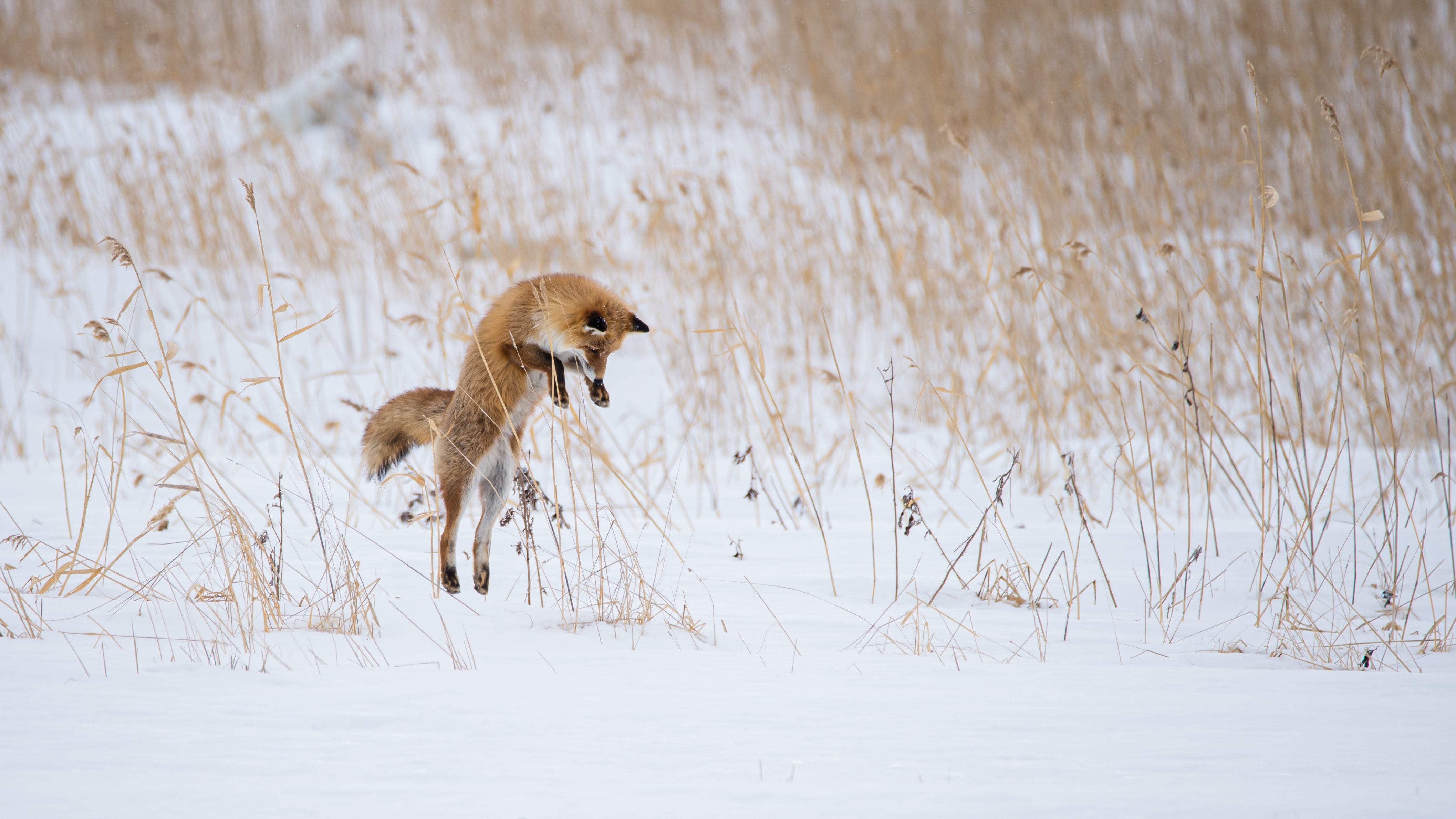 hunting, animals, winter, snow, fox, animal, bounce, jump, hunt HD wallpaper