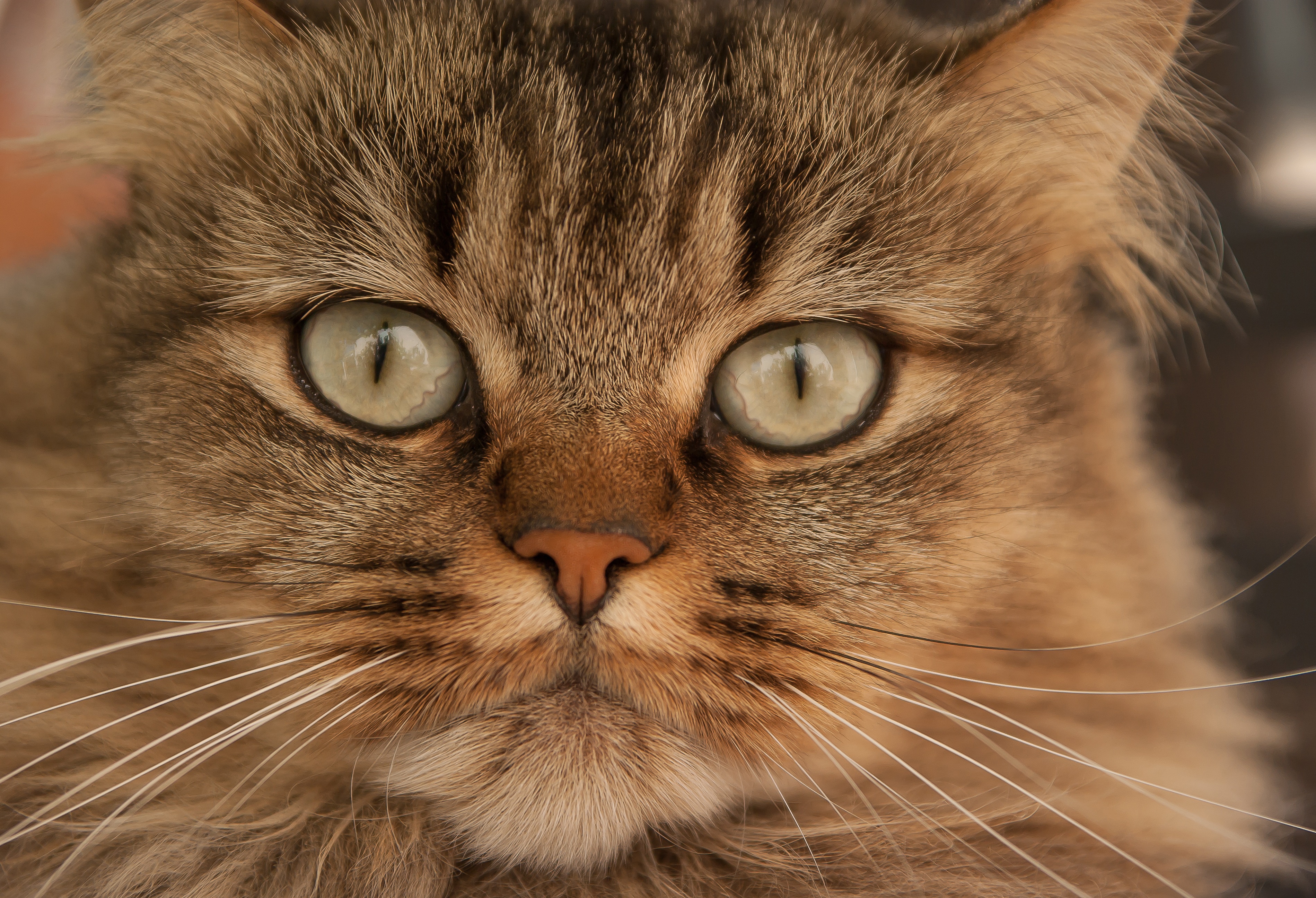 Baixar papel de parede para celular de Animais, Gatos, Gato, Fechar Se, Olhar Fixamente gratuito.