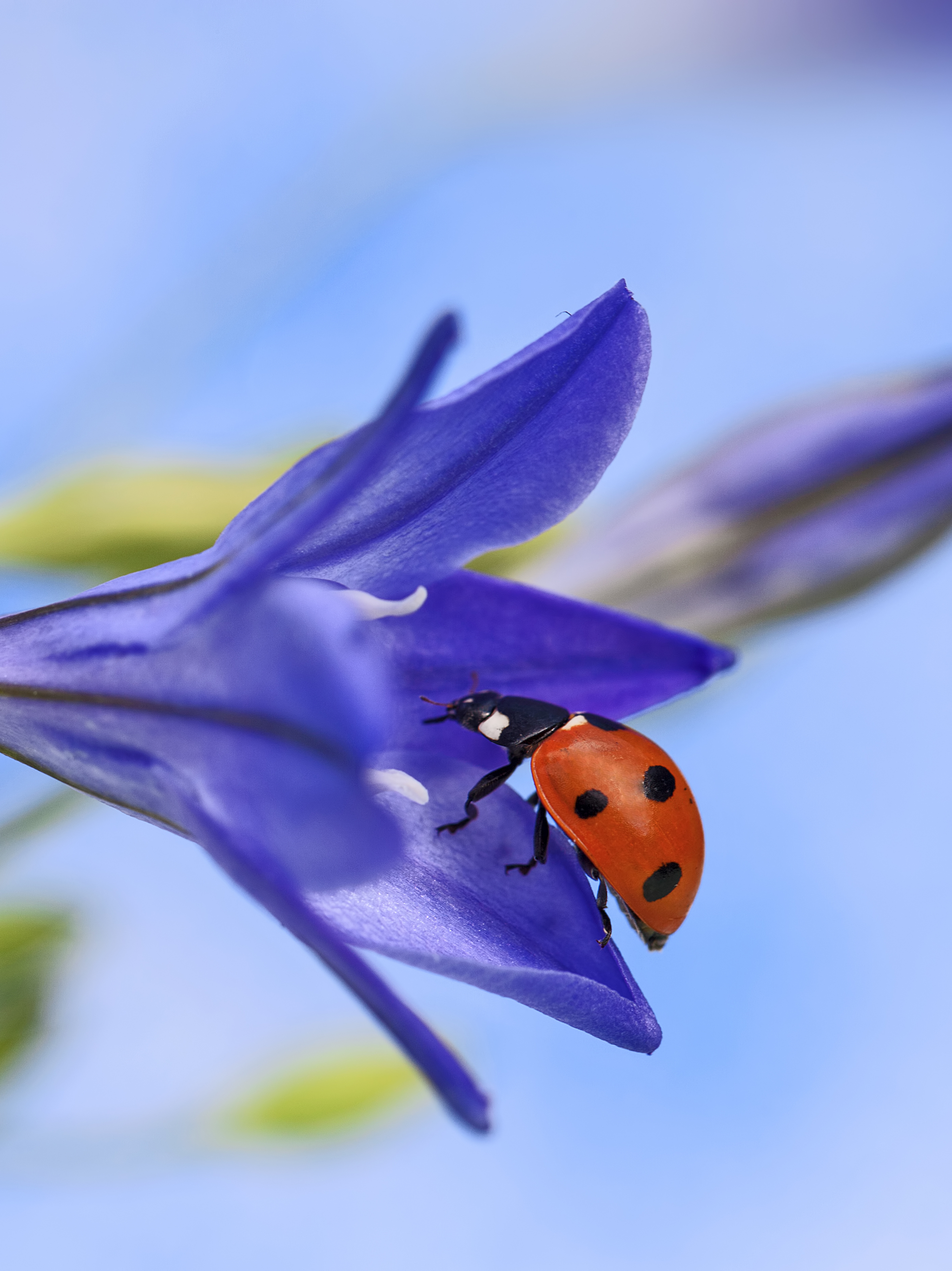 Download mobile wallpaper Macro, Insect, Animal, Ladybug, Blue Flower for free.