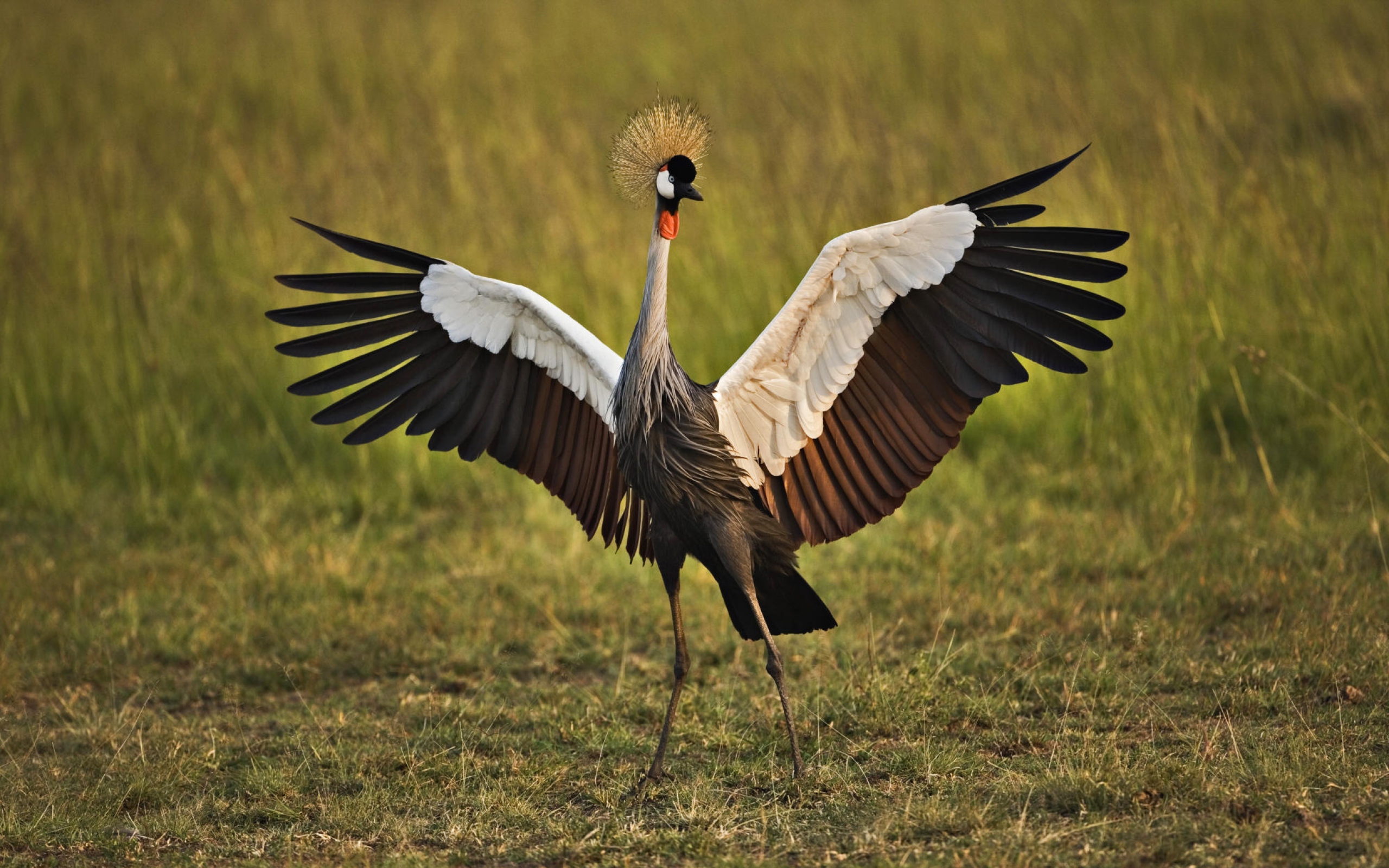 animal, grey crowned crane, birds