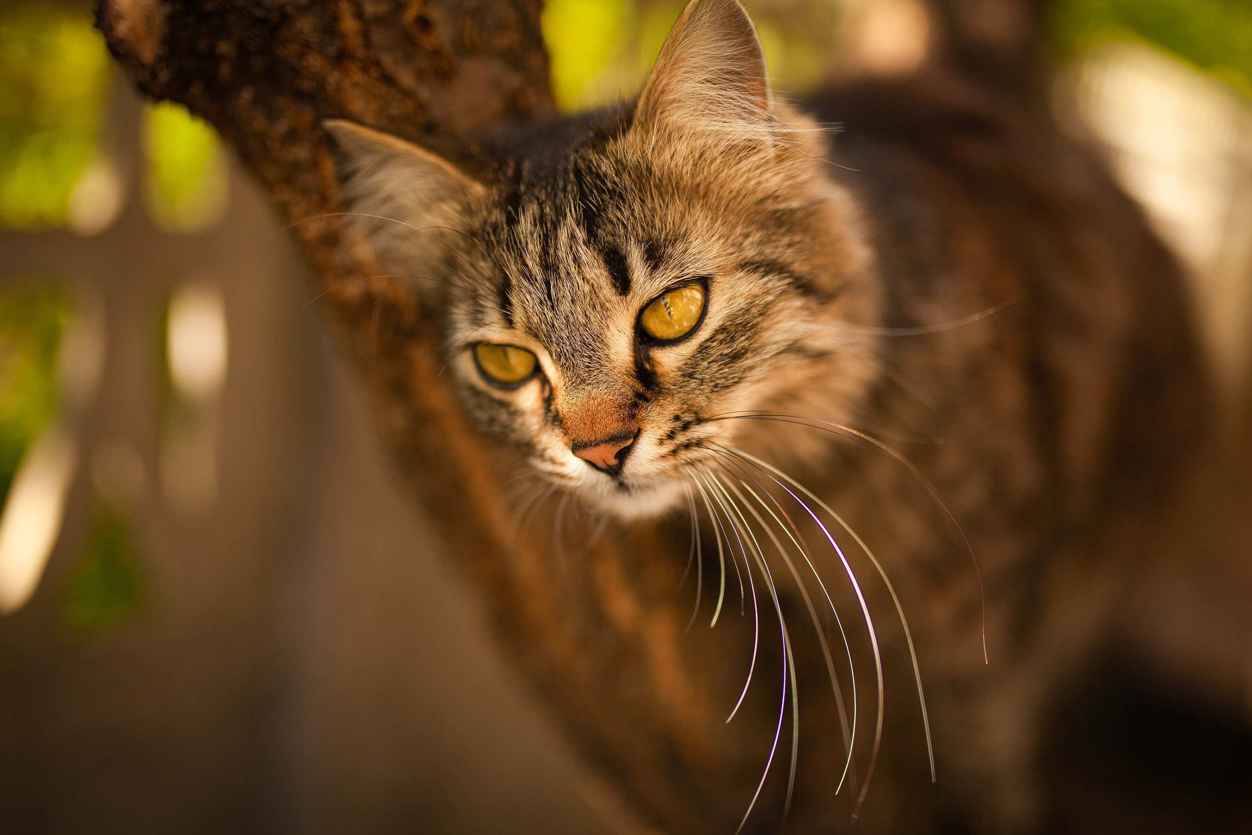 PCデスクトップに動物, ネコ, 猫画像を無料でダウンロード