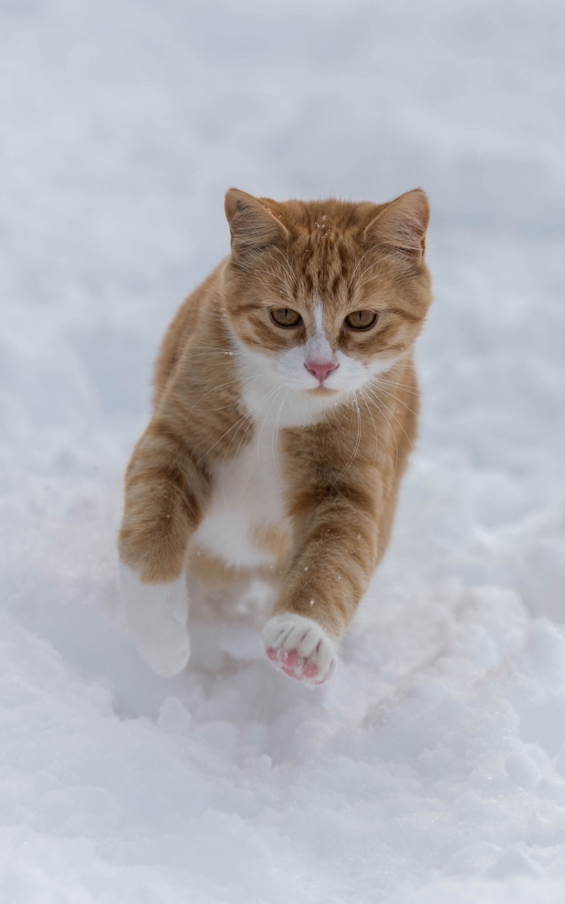 Download mobile wallpaper Winter, Cats, Snow, Cat, Animal for free.