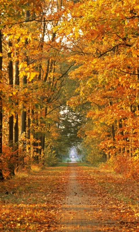 Baixar papel de parede para celular de Outono, Caminho, Árvore, Folha, Terra/natureza gratuito.