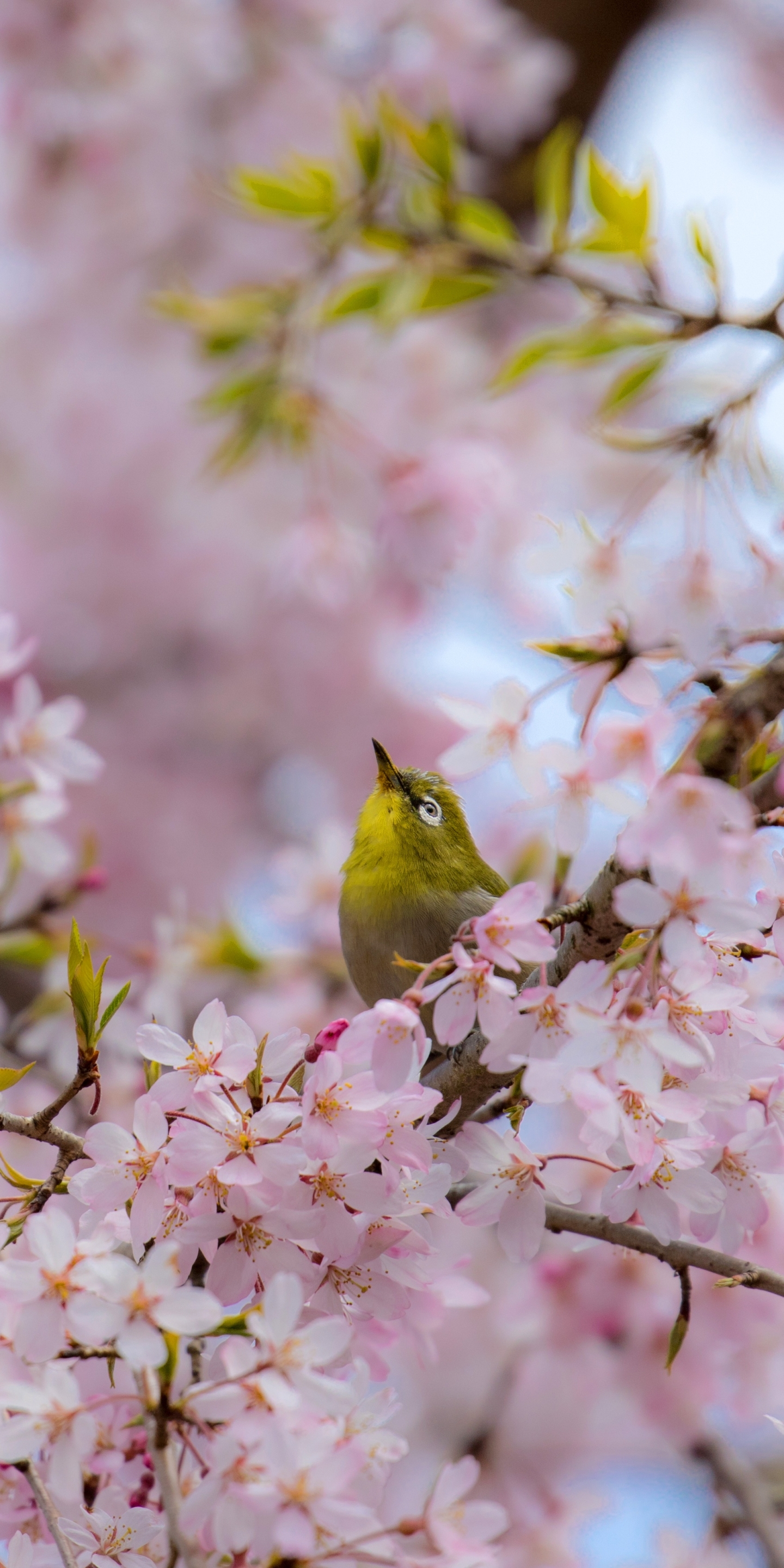 Laden Sie das Tiere, Vögel, Blüte, Japanbrillenvogel-Bild kostenlos auf Ihren PC-Desktop herunter