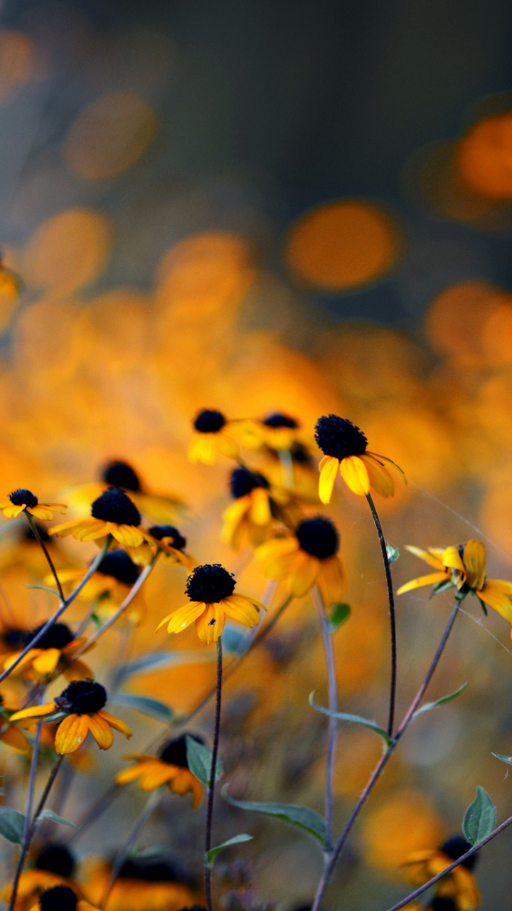 Descarga gratuita de fondo de pantalla para móvil de Flores, Flor, Tierra/naturaleza.