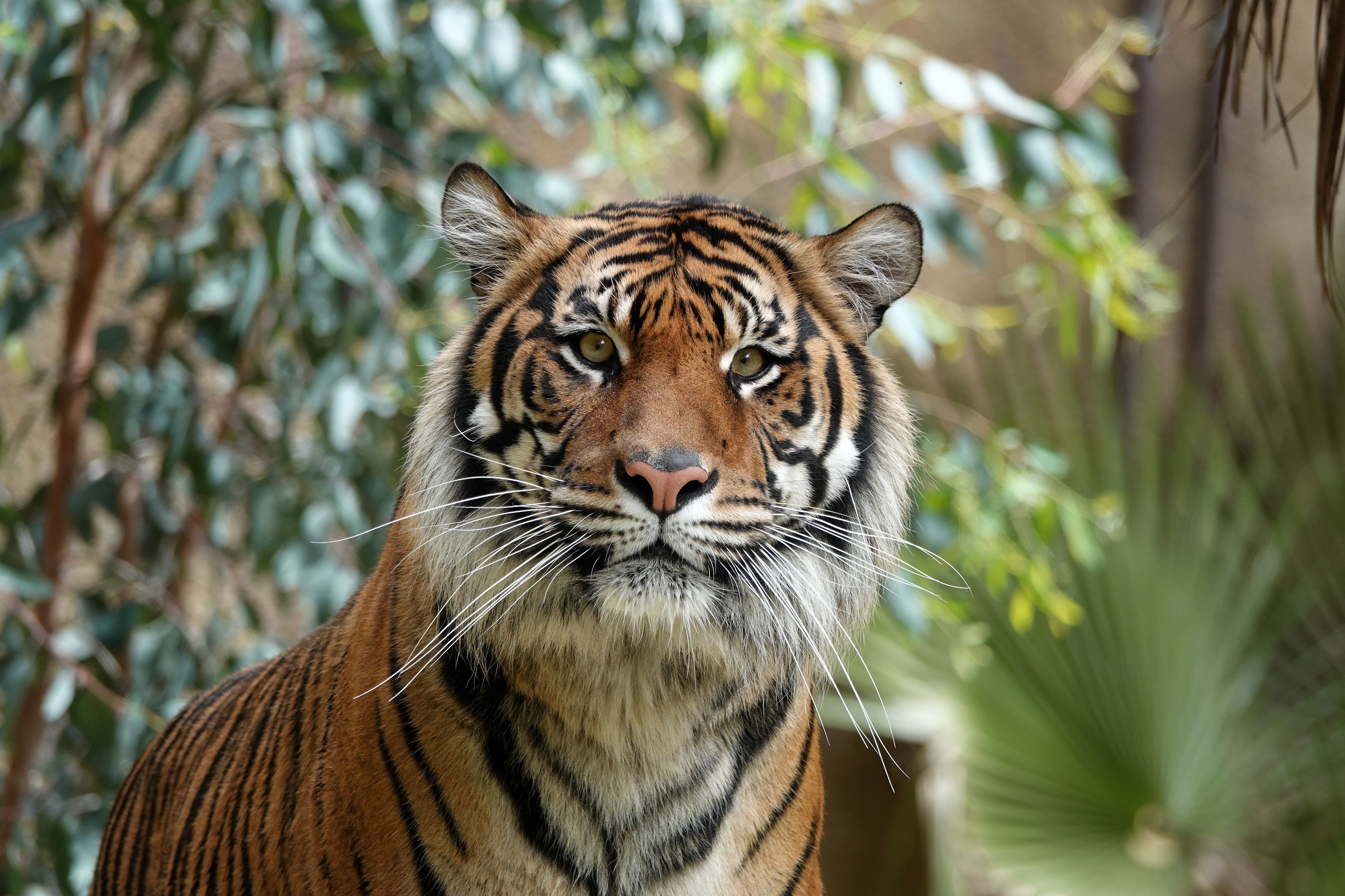 Handy-Wallpaper Tiere, Katzen, Tiger, Starren kostenlos herunterladen.