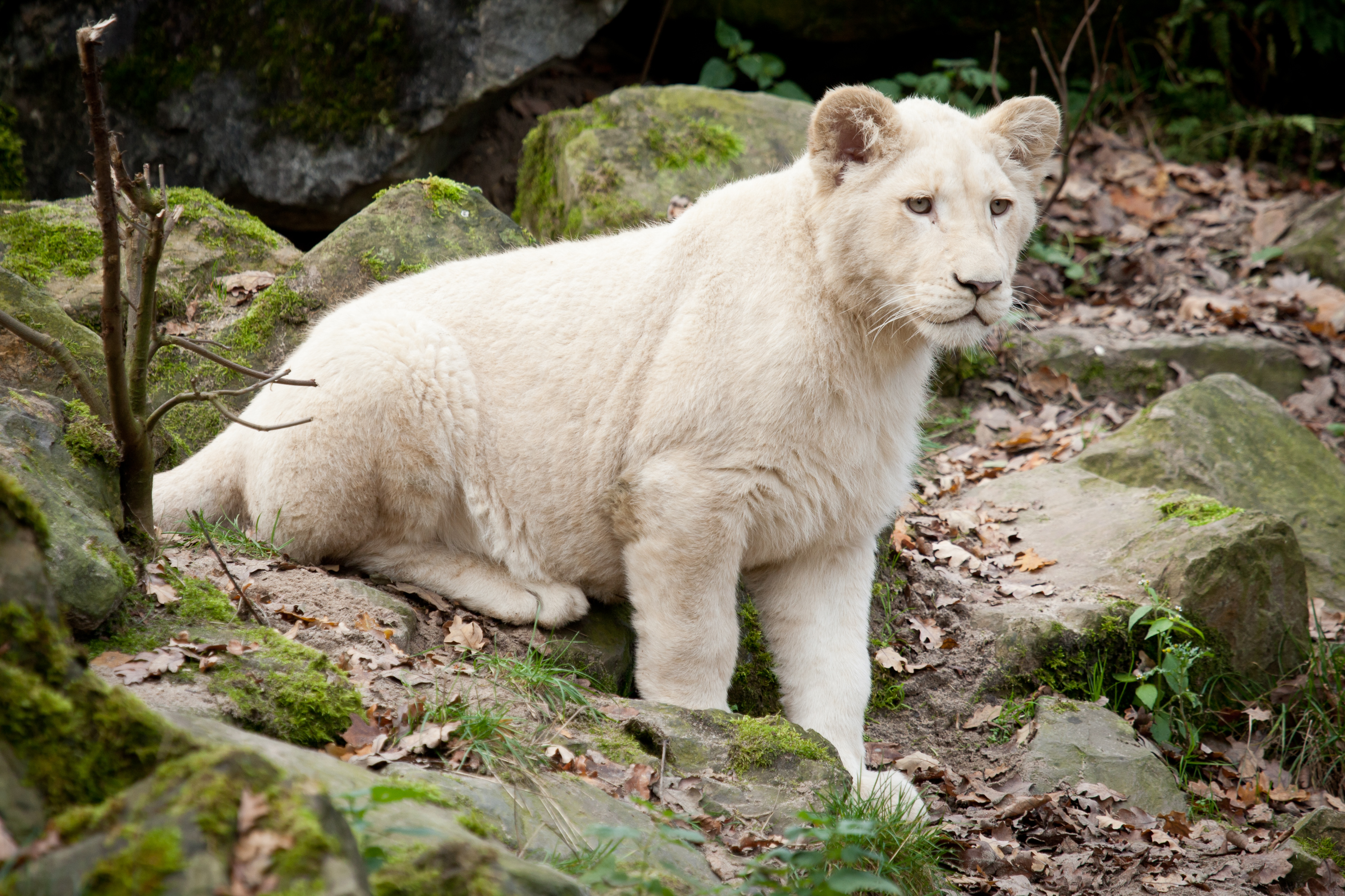 748444壁紙のダウンロード動物, ホワイトライオン, 赤ちゃん動物, カブ, ライオン-スクリーンセーバーと写真を無料で