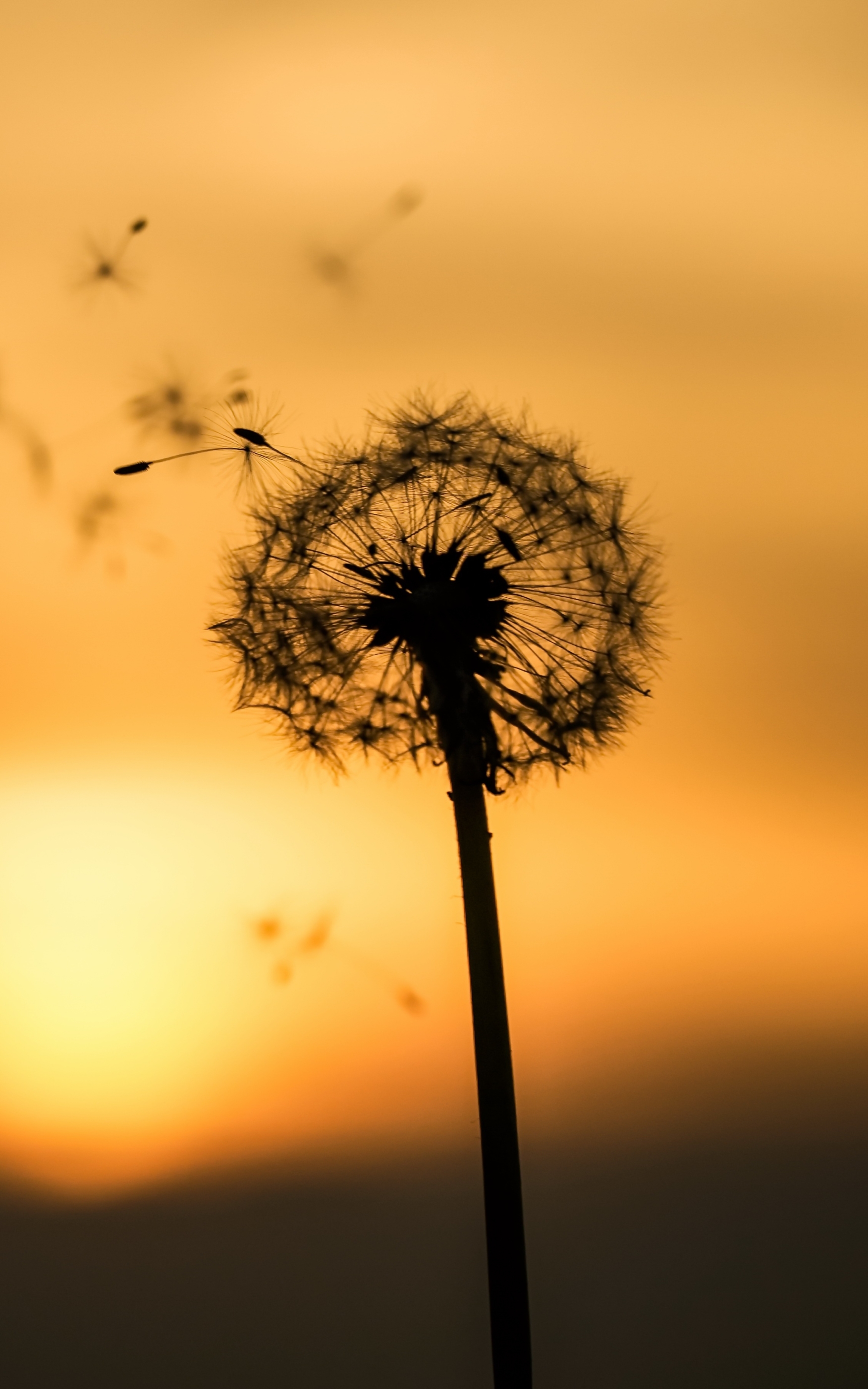 Download mobile wallpaper Nature, Blur, Close Up, Earth, Dandelion for free.