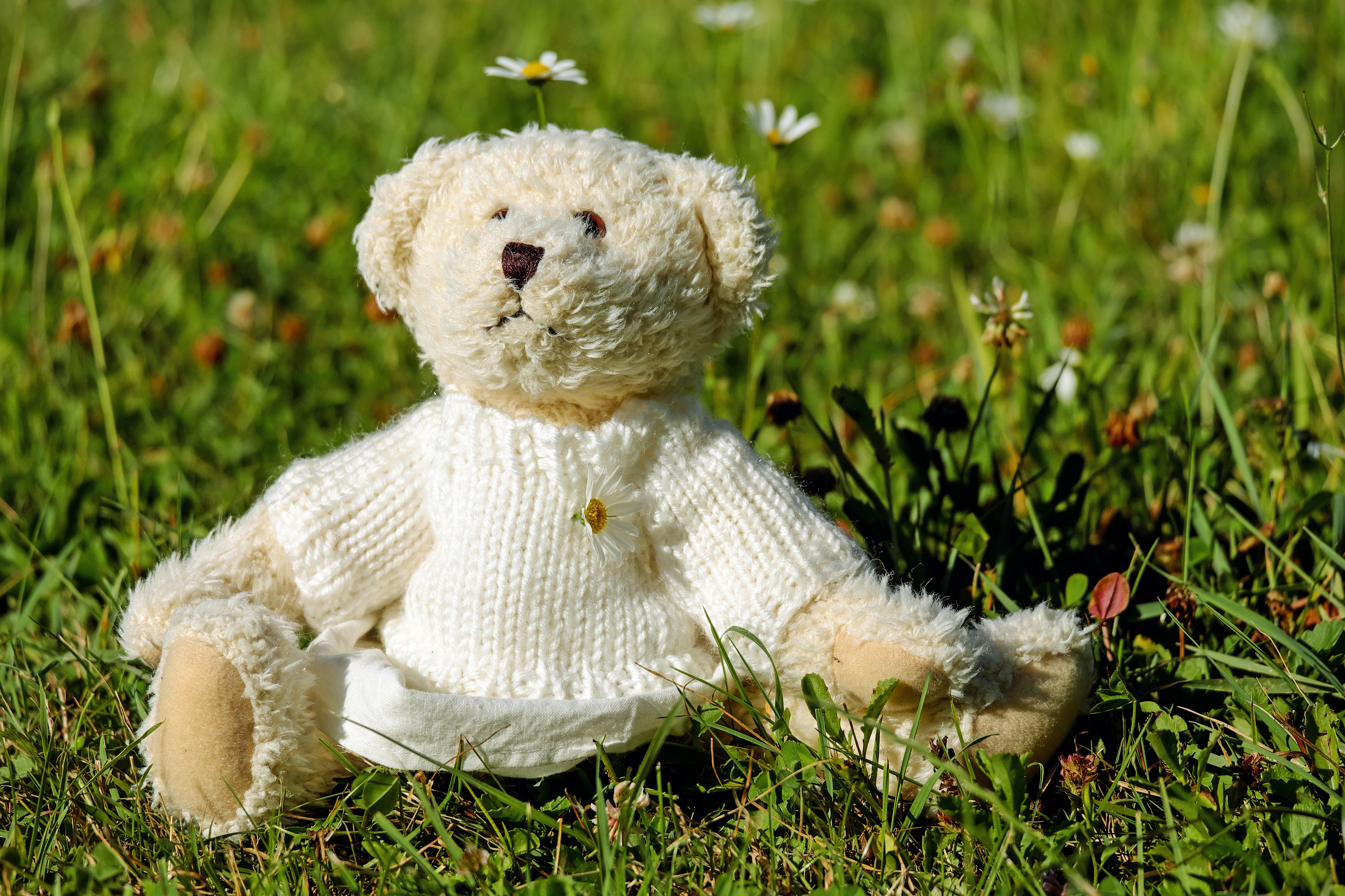 teddy bear, grass, miscellanea, miscellaneous, toy, blouse, jersey HD wallpaper