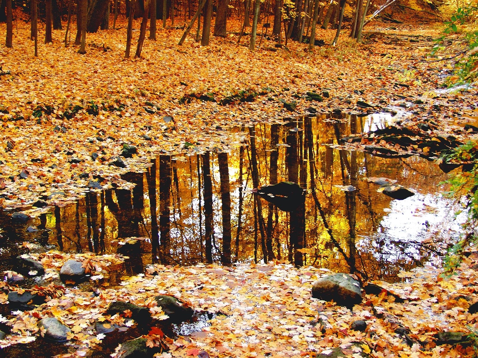Laden Sie das Natur, Bäume, Blätter, Landschaft, Herbst-Bild kostenlos auf Ihren PC-Desktop herunter