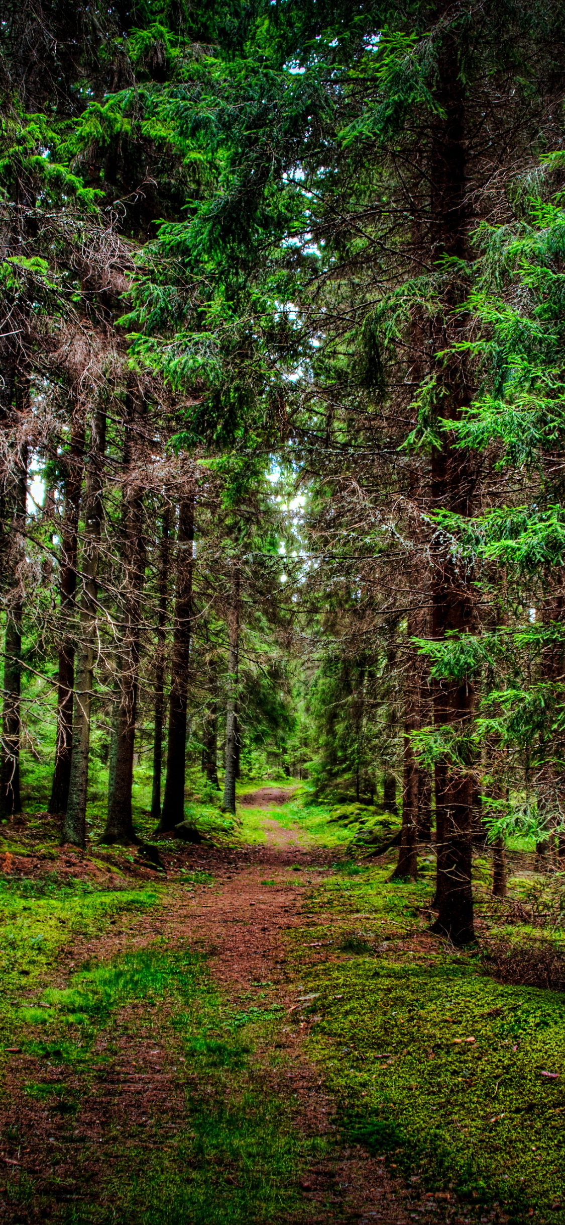 Скачать картинку Дорога, Лес, Дерево, Дорожка, Земля/природа в телефон бесплатно.