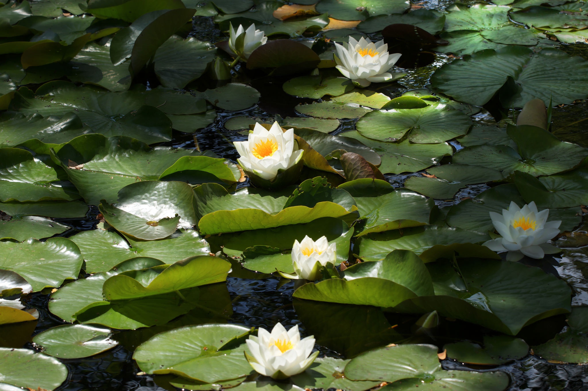 Download mobile wallpaper Nature, Flowers, Lotus, Flower, Earth, White Flower, Greenery for free.