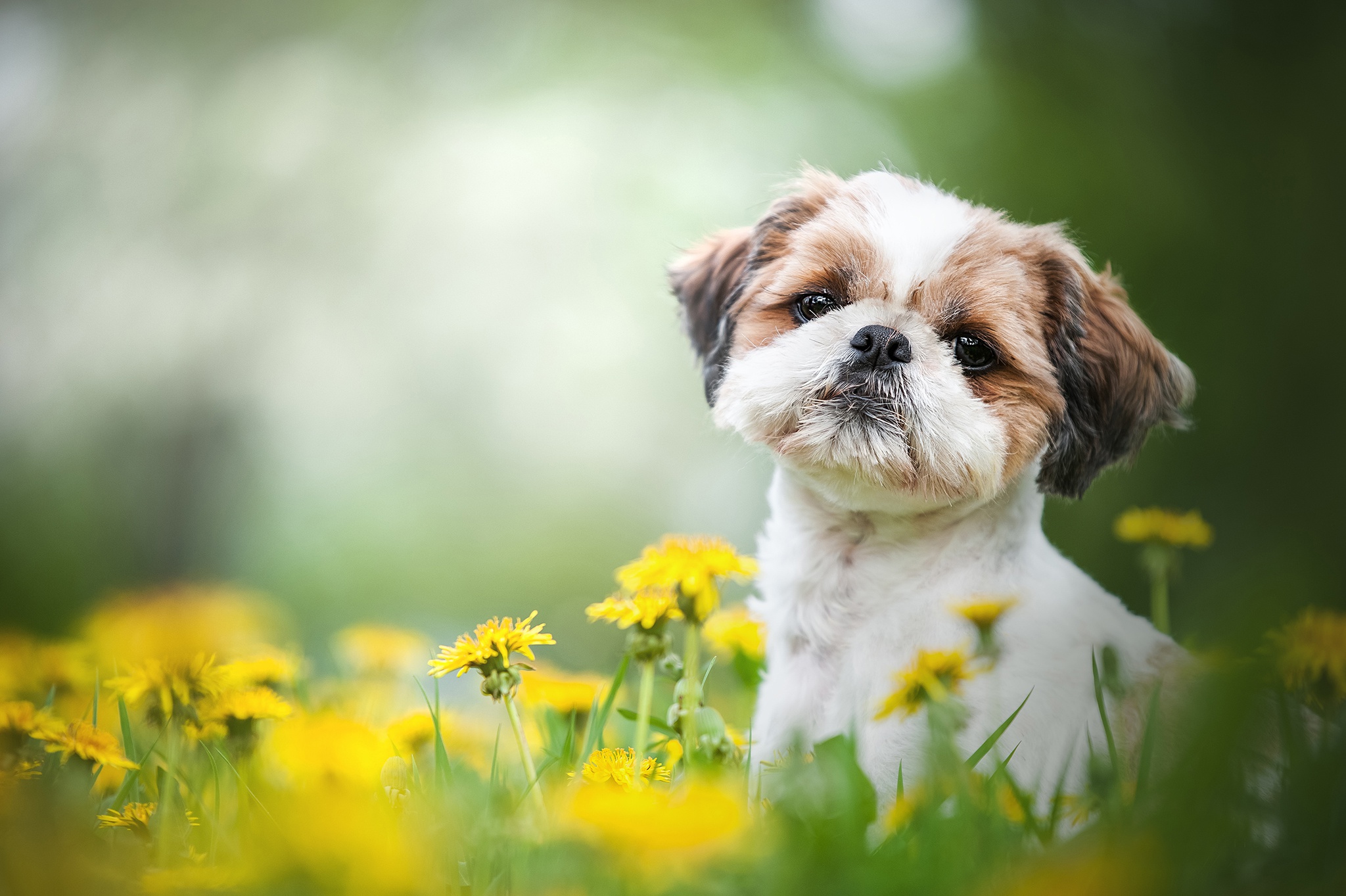 Download mobile wallpaper Dogs, Dog, Animal, Shih Tzu for free.