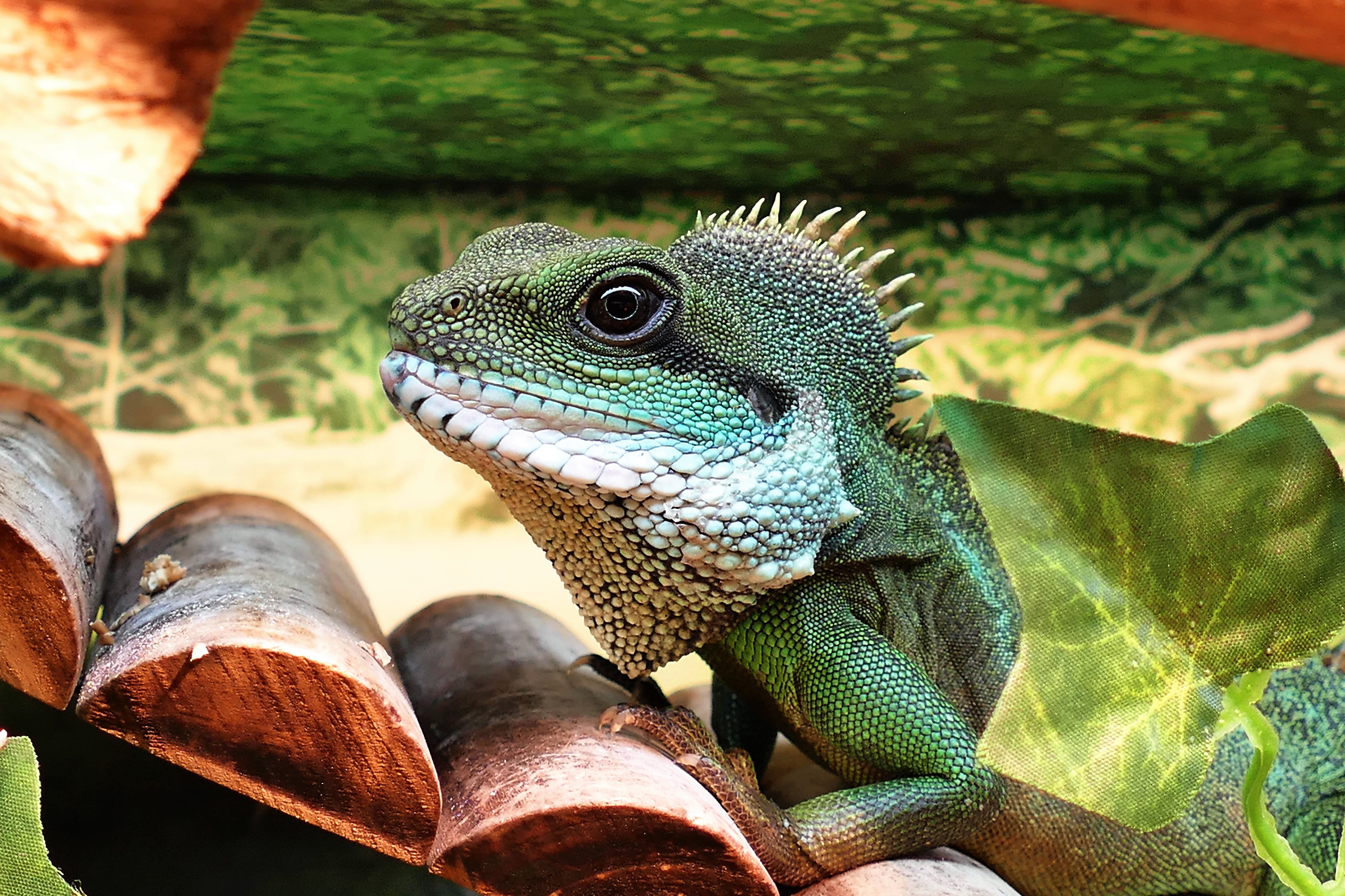Download mobile wallpaper Reptile, Animals, Lizard, Color for free.