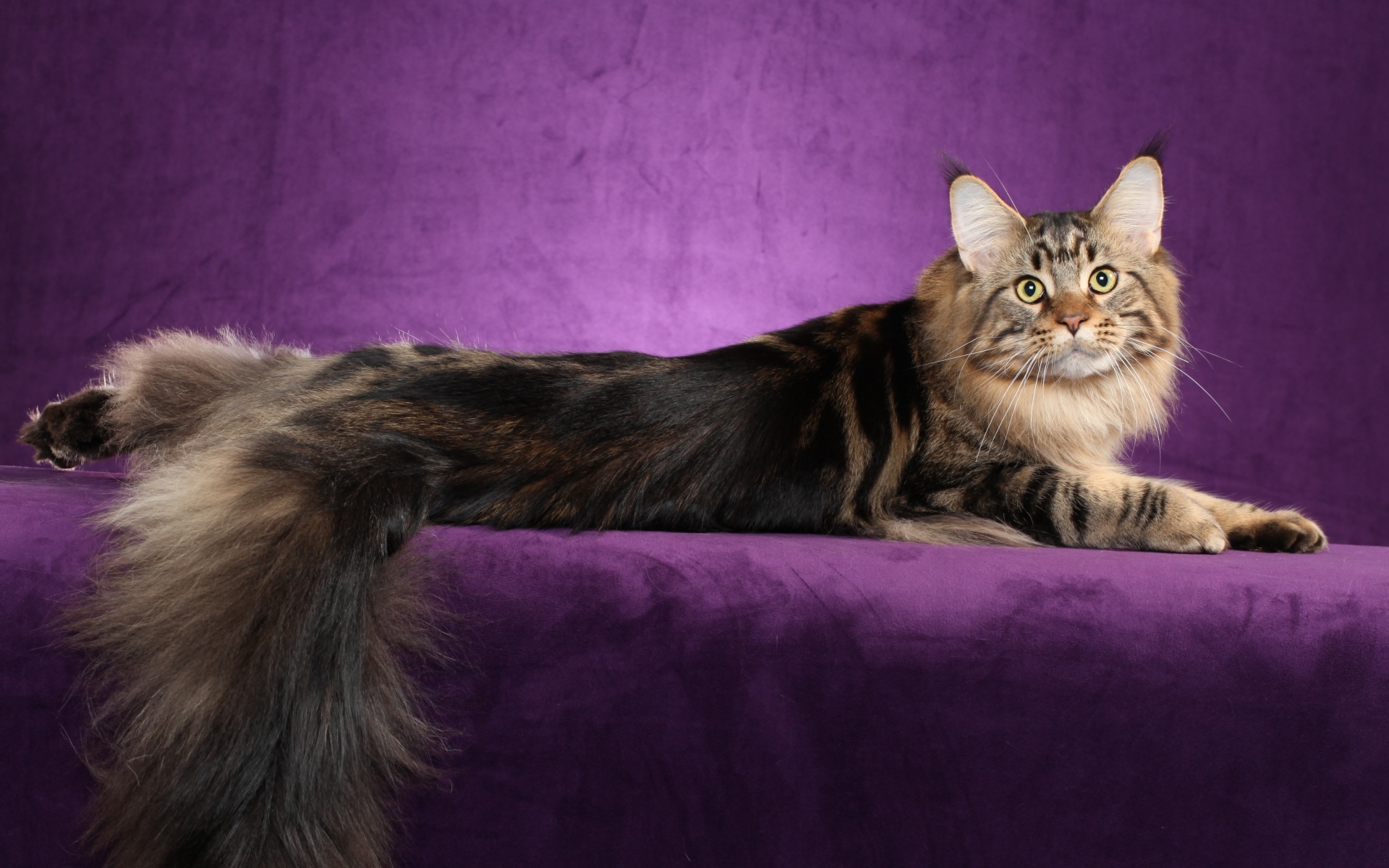 Download mobile wallpaper Cats, Cat, Animal, Maine Coon for free.