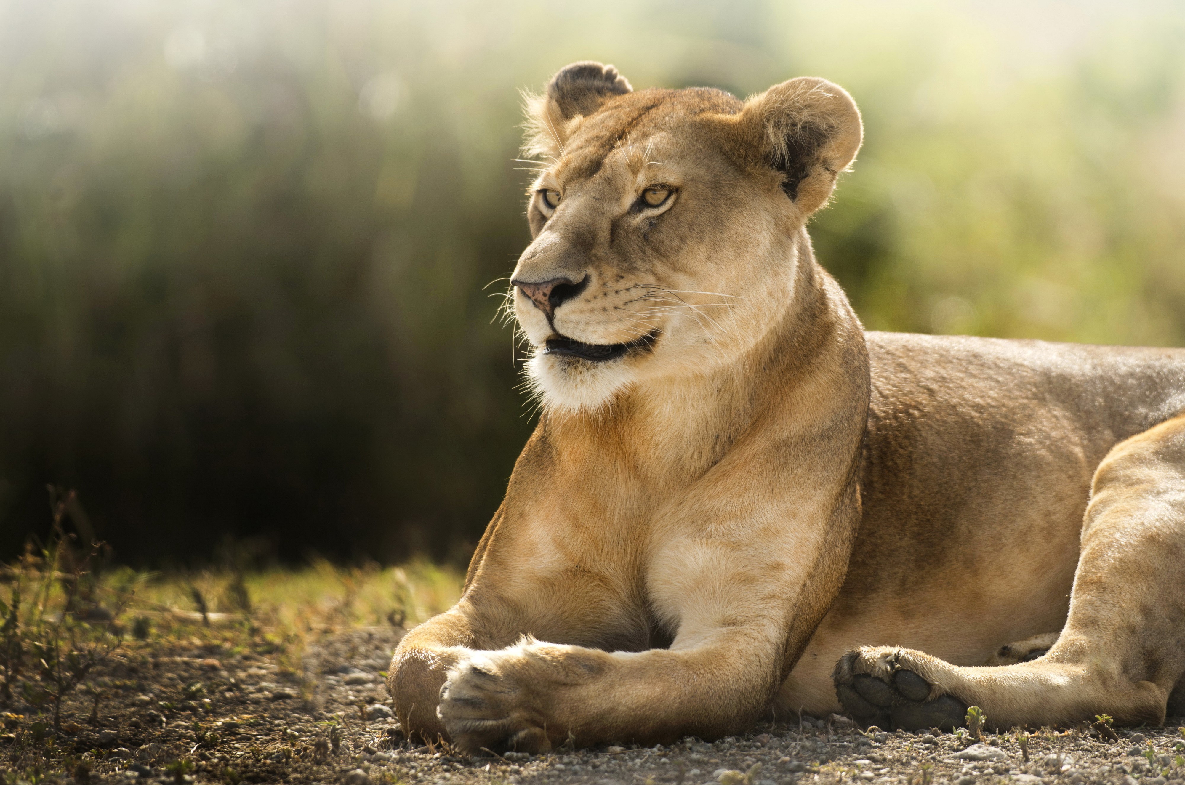 346554 télécharger l'image animaux, lion, lionne, chats - fonds d'écran et économiseurs d'écran gratuits