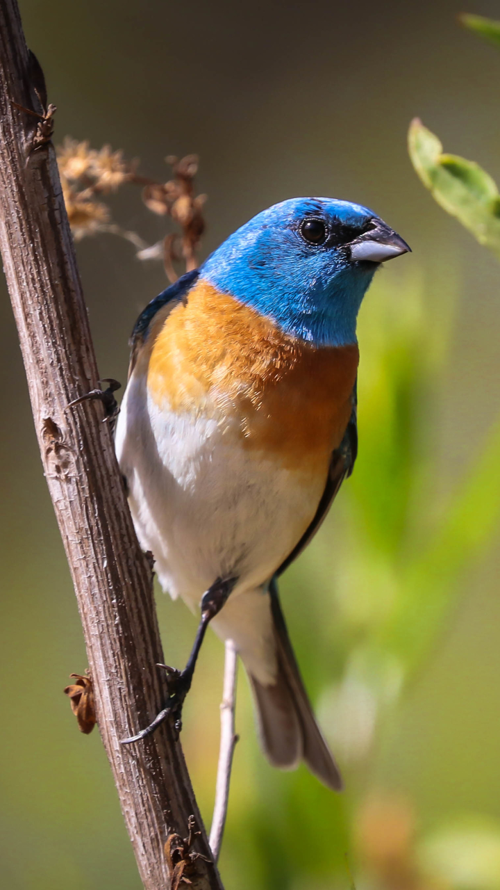 Download mobile wallpaper Birds, Bird, Animal, Lazuli Bunting for free.