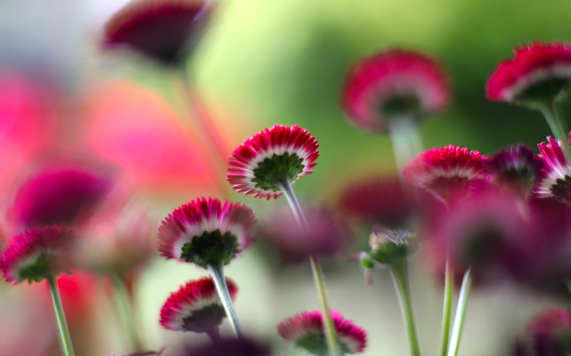 Descarga gratuita de fondo de pantalla para móvil de Flor, Tierra/naturaleza.