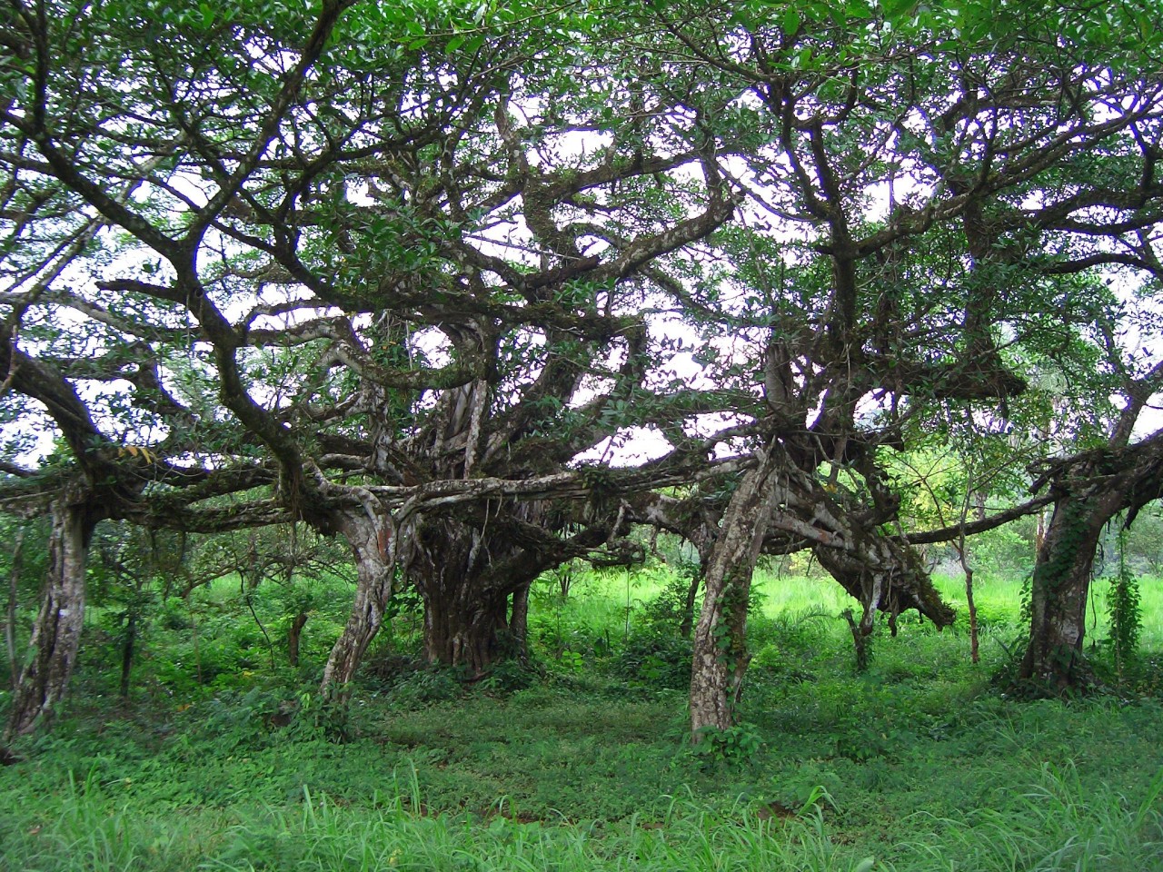 Baixar papel de parede para celular de Árvore, Terra/natureza gratuito.