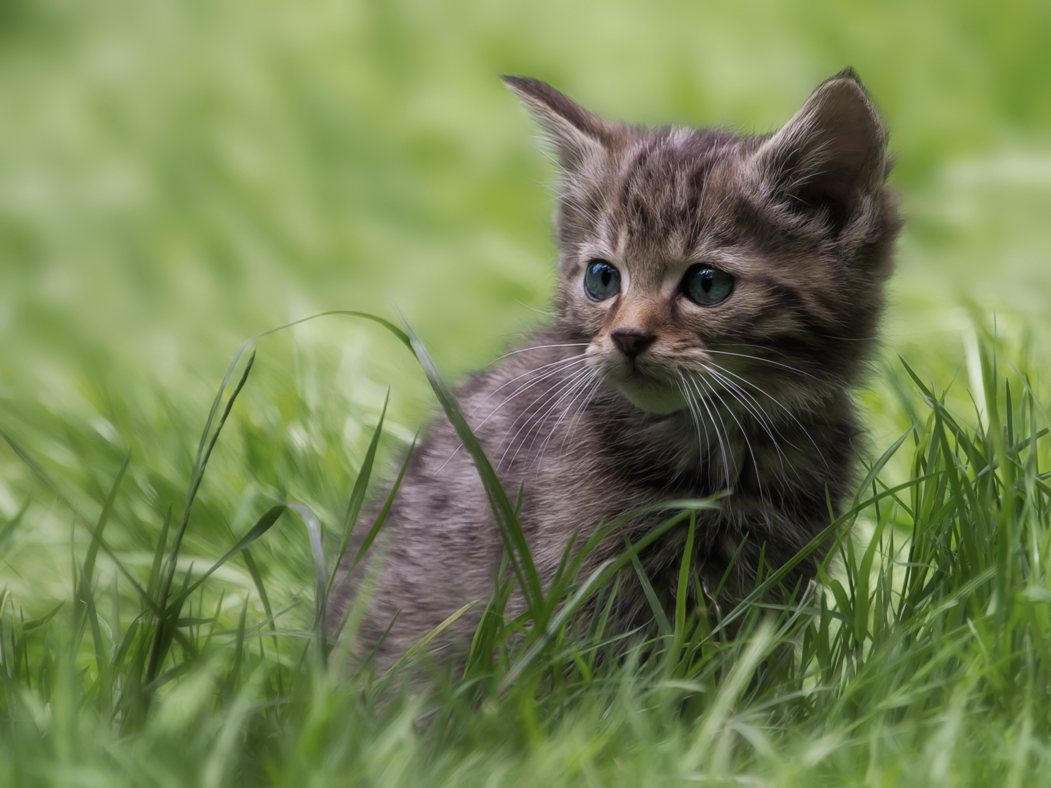 Download mobile wallpaper Cats, Grass, Cat, Kitten, Animal, Baby Animal for free.