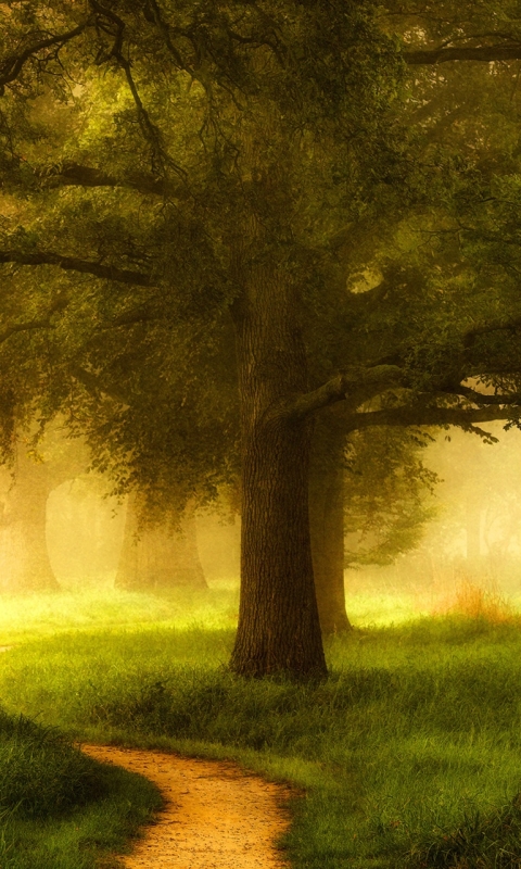 Download mobile wallpaper Nature, Grass, Tree, Fog, Earth, Path, Sunny for free.