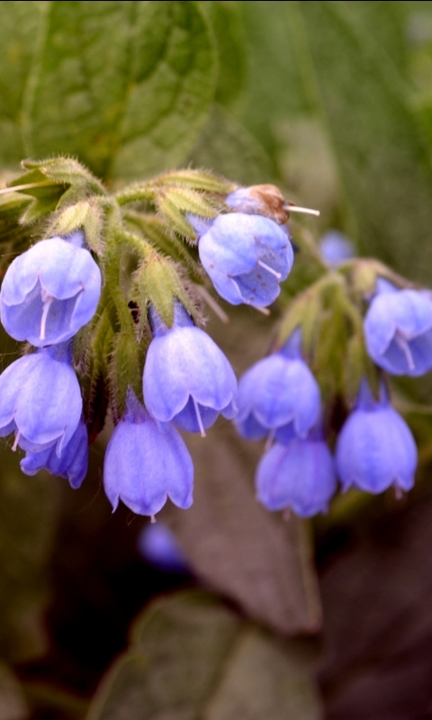 Descarga gratuita de fondo de pantalla para móvil de Flores, Flor, Tierra/naturaleza.