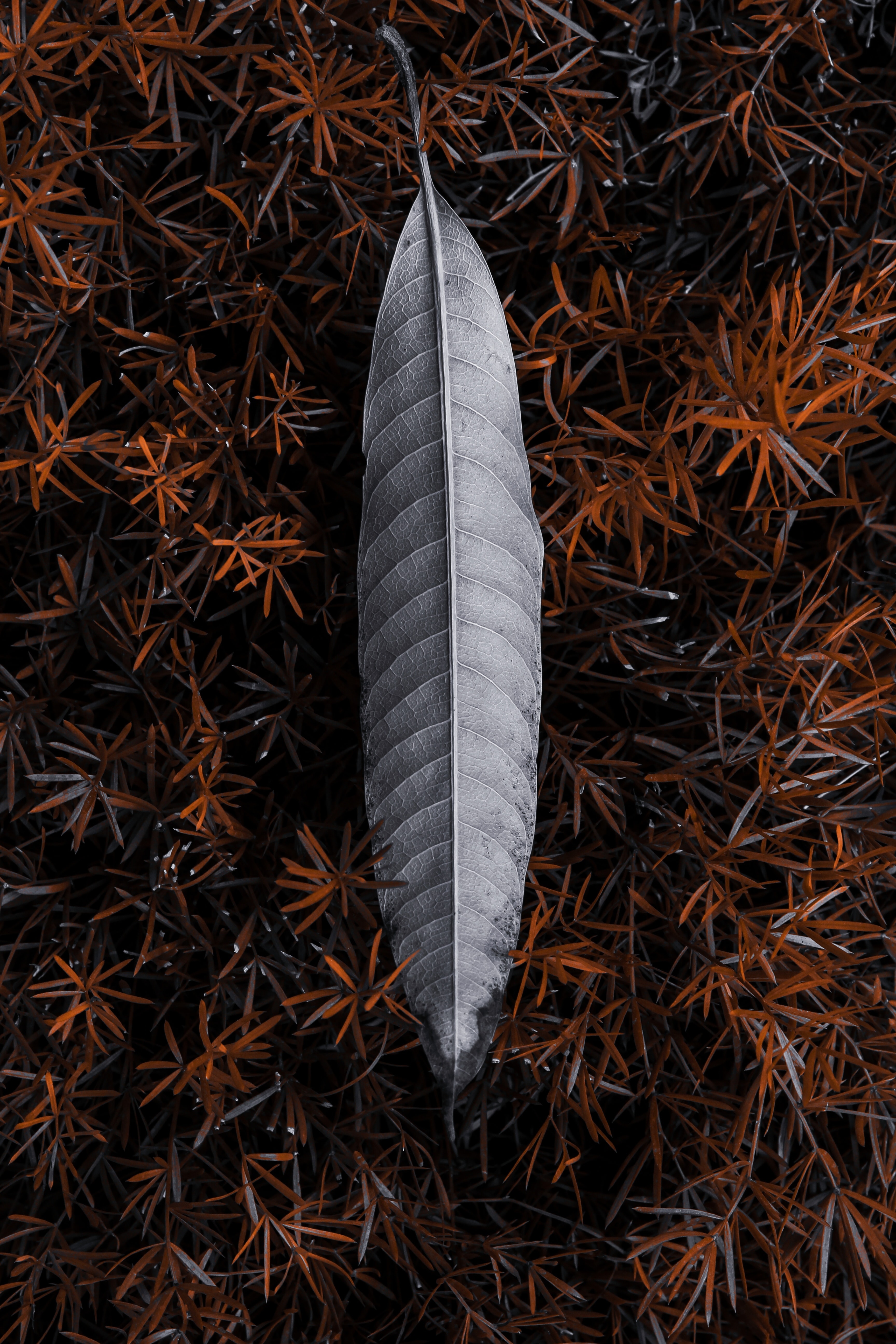 Free download wallpaper Grass, Nature, Sheet, Leaf, Grey on your PC desktop
