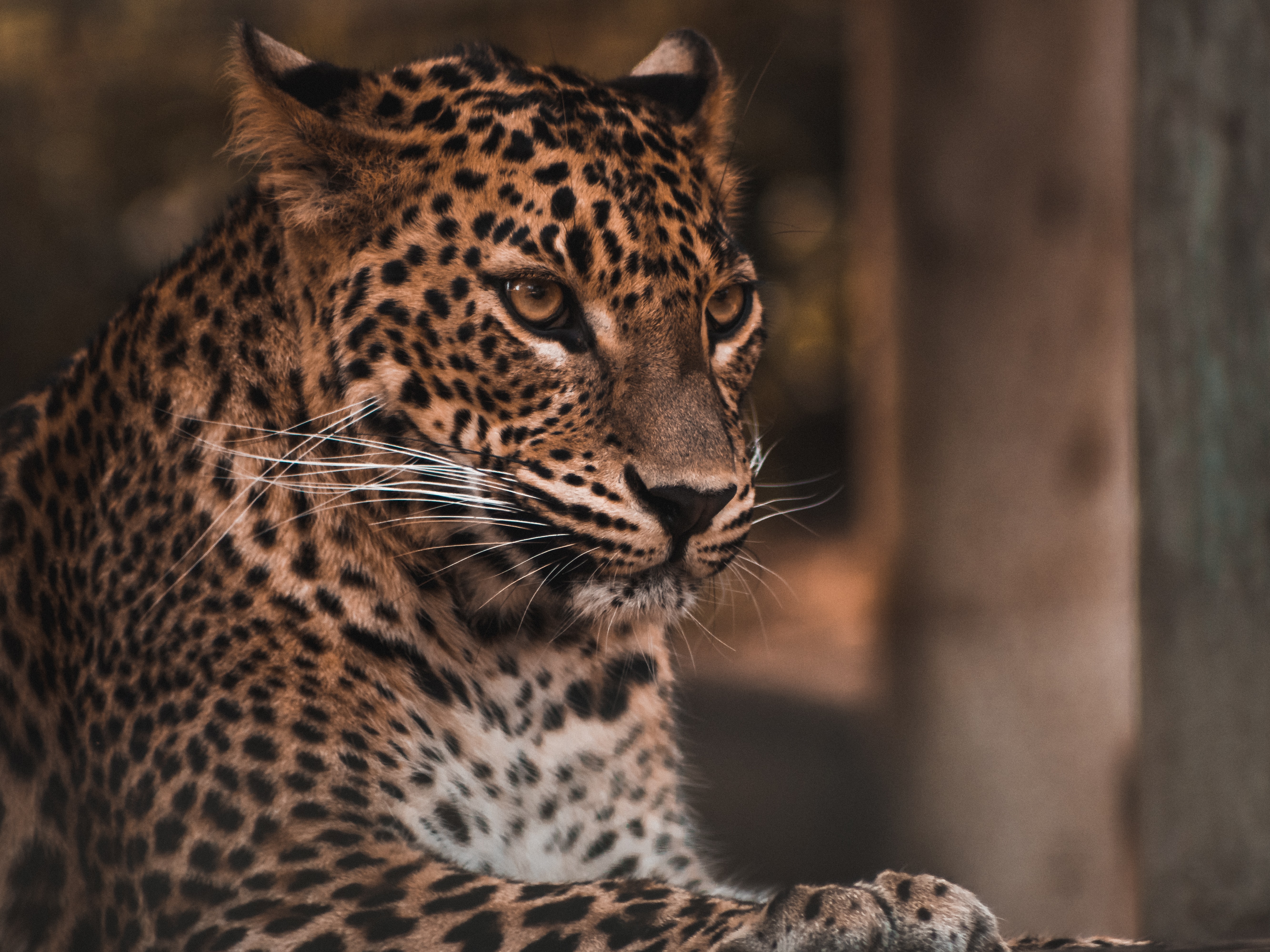 144006 Bild herunterladen sicht, big cat, tiere, leopard, raubtier, predator, große katze, flecken, spots, meinung - Hintergrundbilder und Bildschirmschoner kostenlos