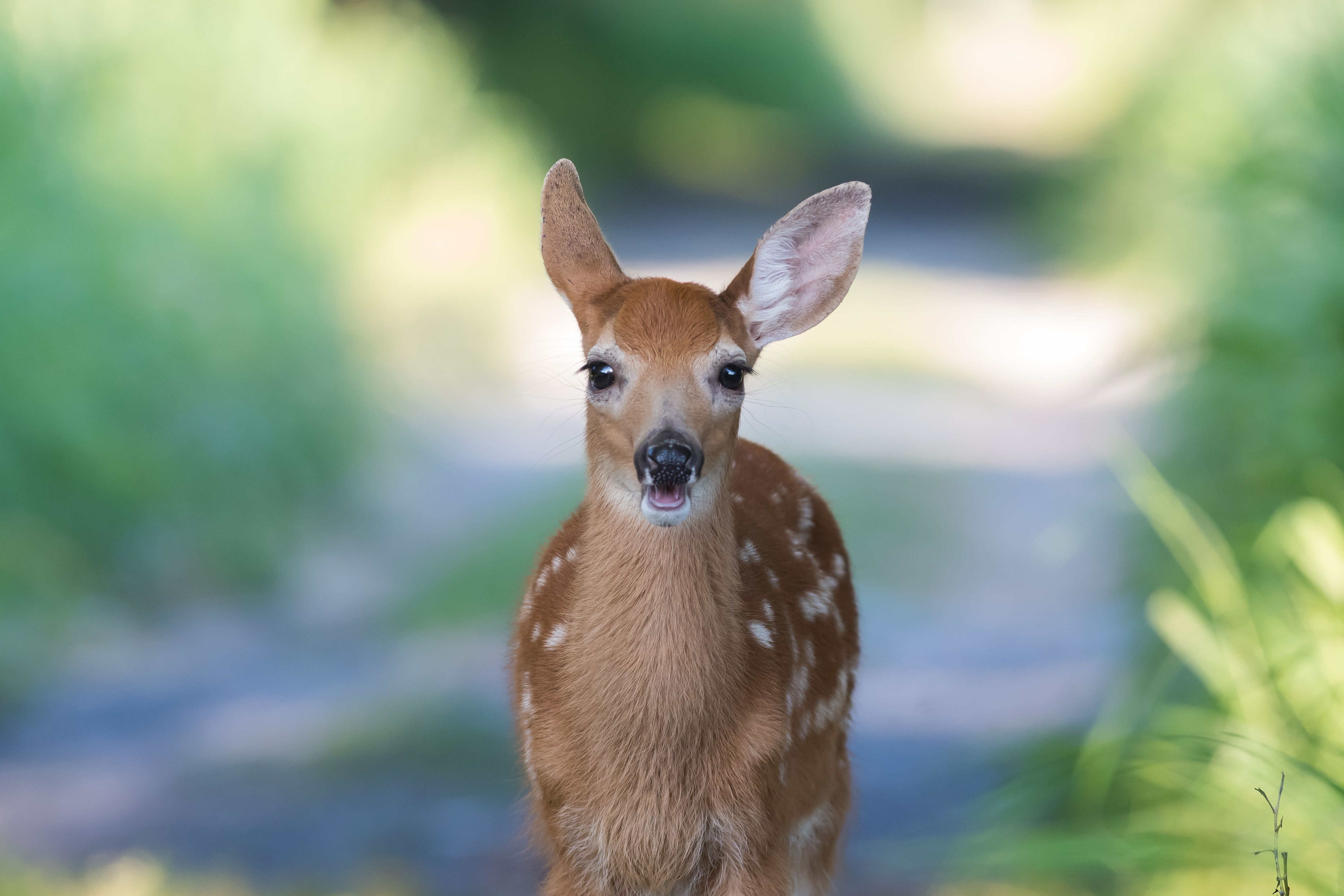 853489壁紙のダウンロード動物, 鹿, 赤ちゃん動物, 子鹿-スクリーンセーバーと写真を無料で