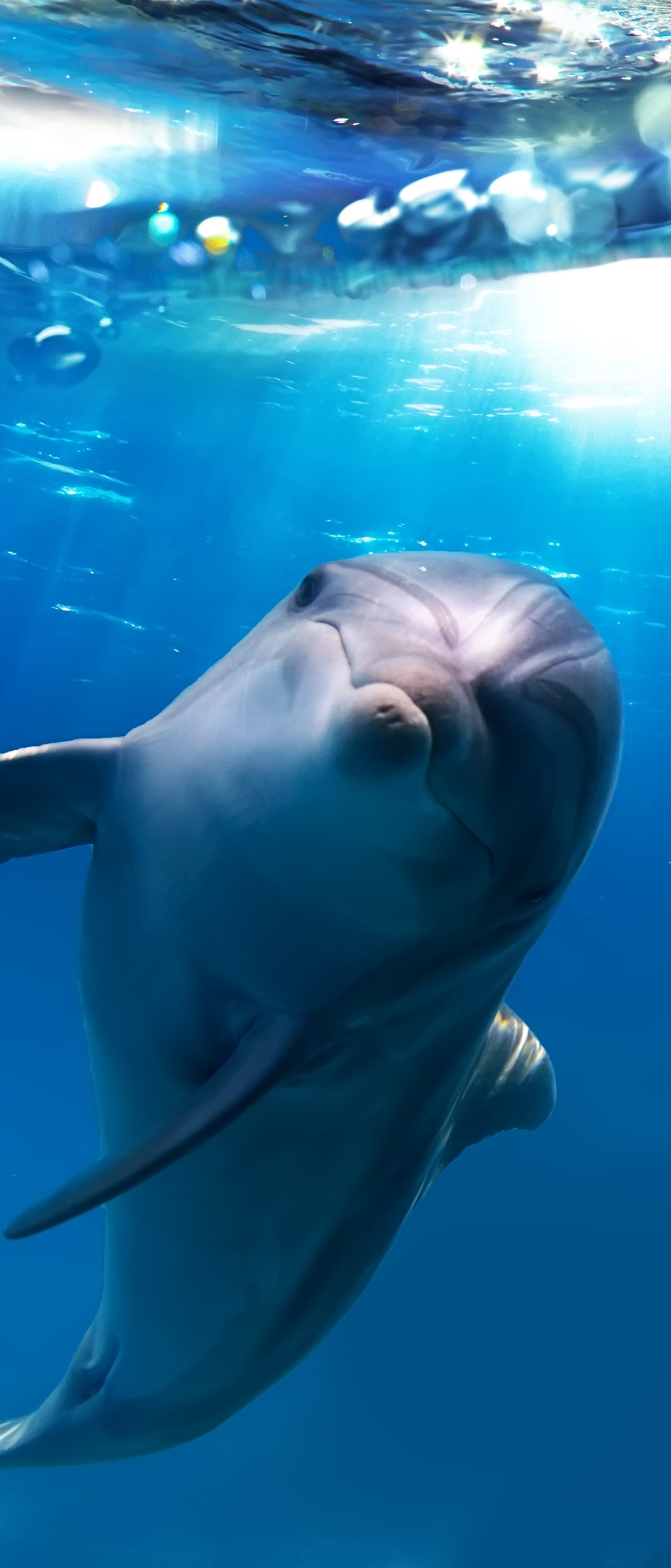 Handy-Wallpaper Tiere, Delfin kostenlos herunterladen.