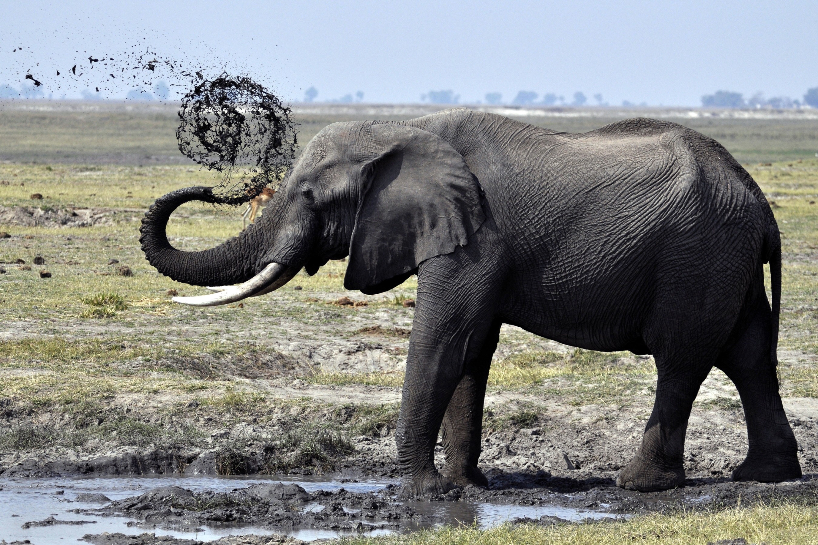 112915画像をダウンロード動物, 象, スプラッシュ, し吹く, 散歩, 泥, 垢-壁紙とスクリーンセーバーを無料で