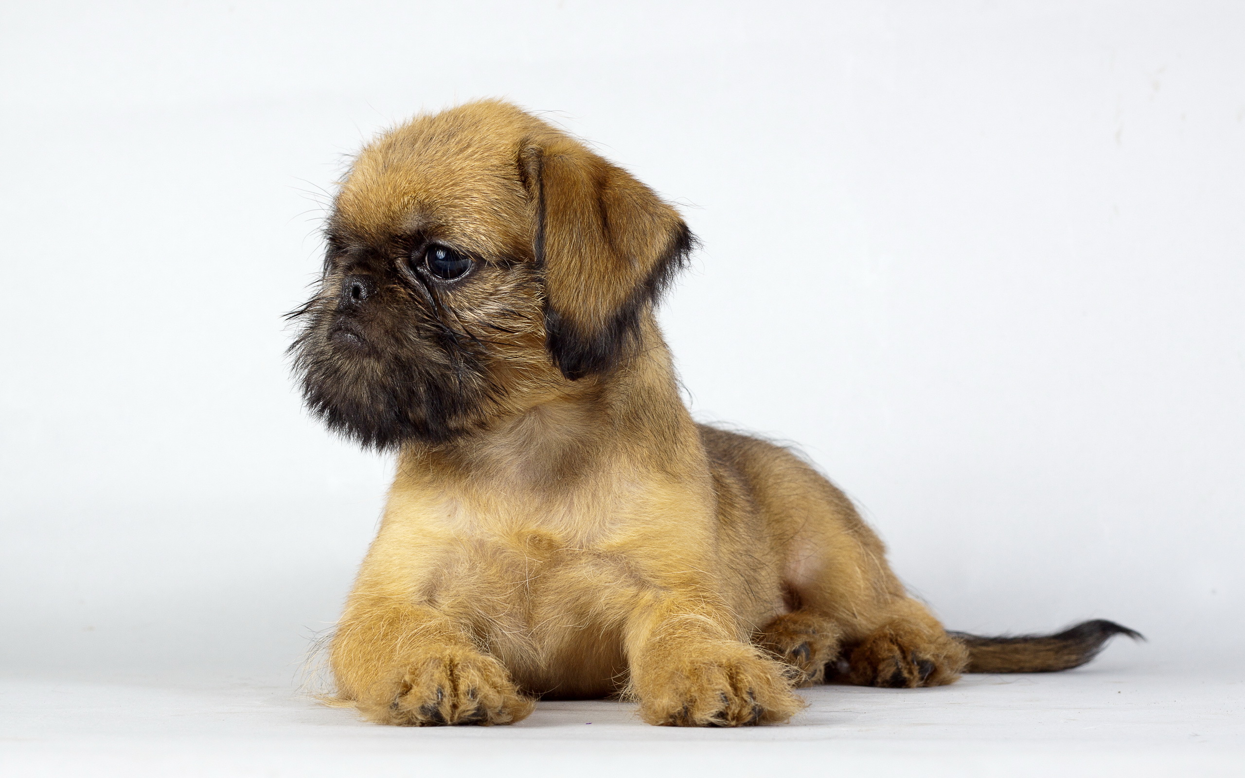 無料モバイル壁紙動物, 犬, 子犬をダウンロードします。