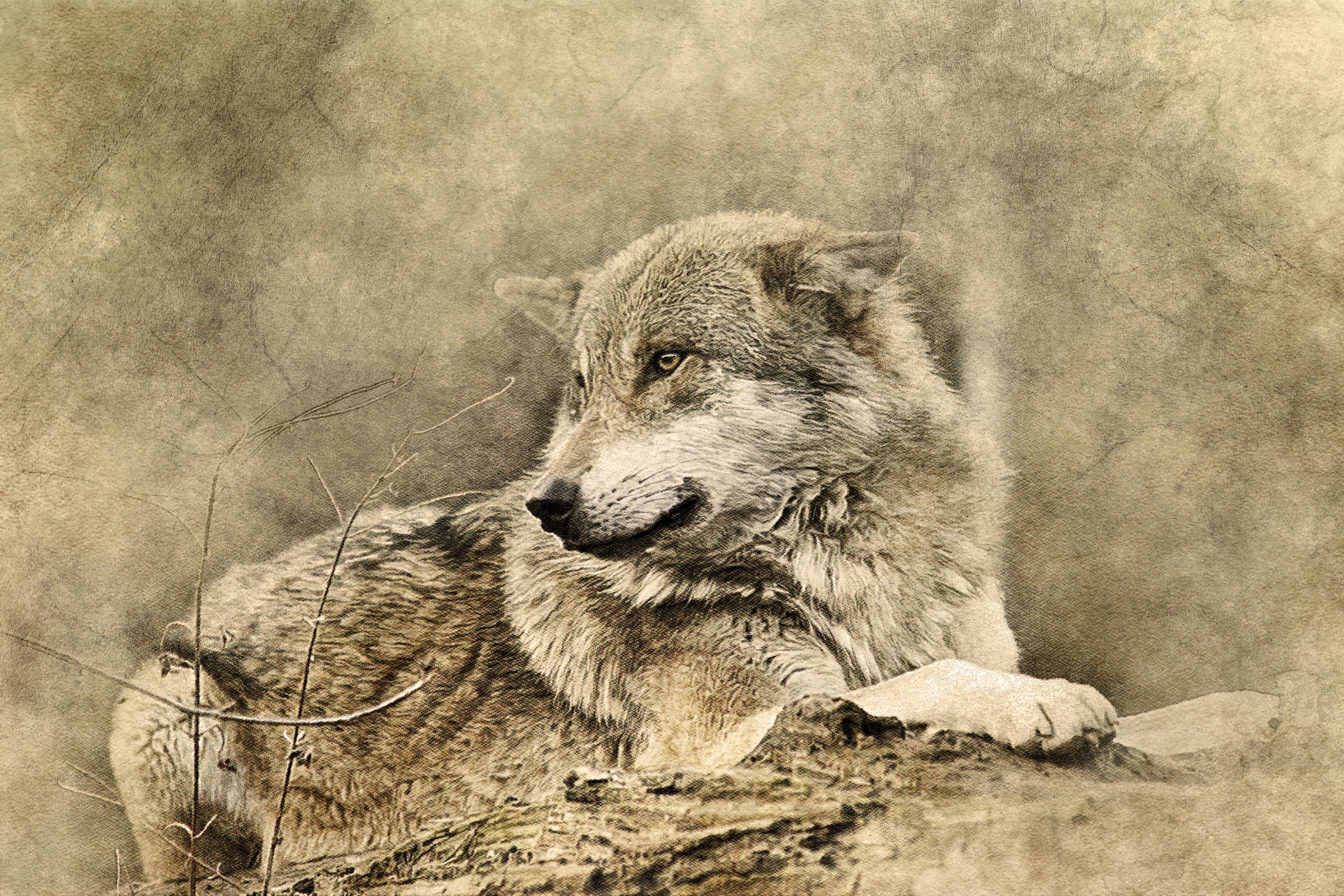 Download mobile wallpaper Predator, Animals, Art, Wolf for free.