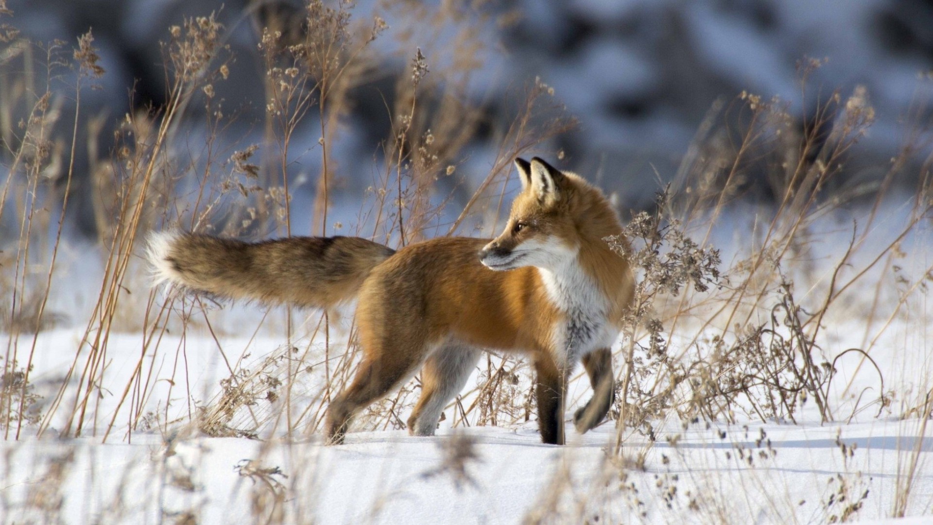 Download mobile wallpaper Winter, Fox, Animal for free.