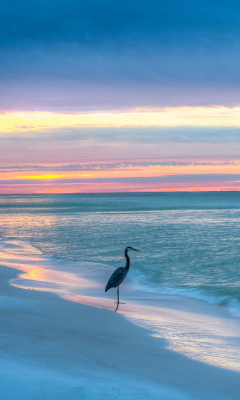 Download mobile wallpaper Birds, Beach, Heron, Horizon, Bird, Ocean, Animal, Gulf Coast for free.