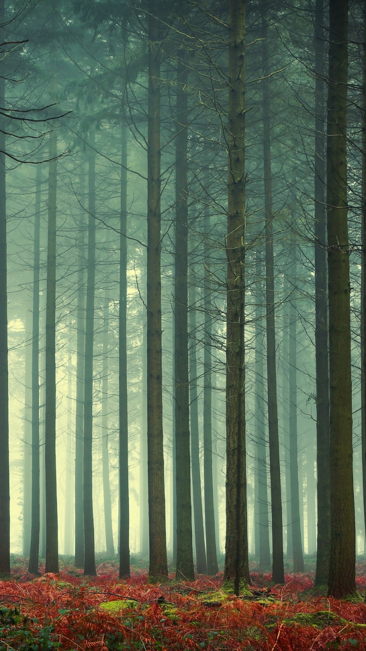 Download mobile wallpaper Nature, Forest, Tree, Fog, Earth for free.