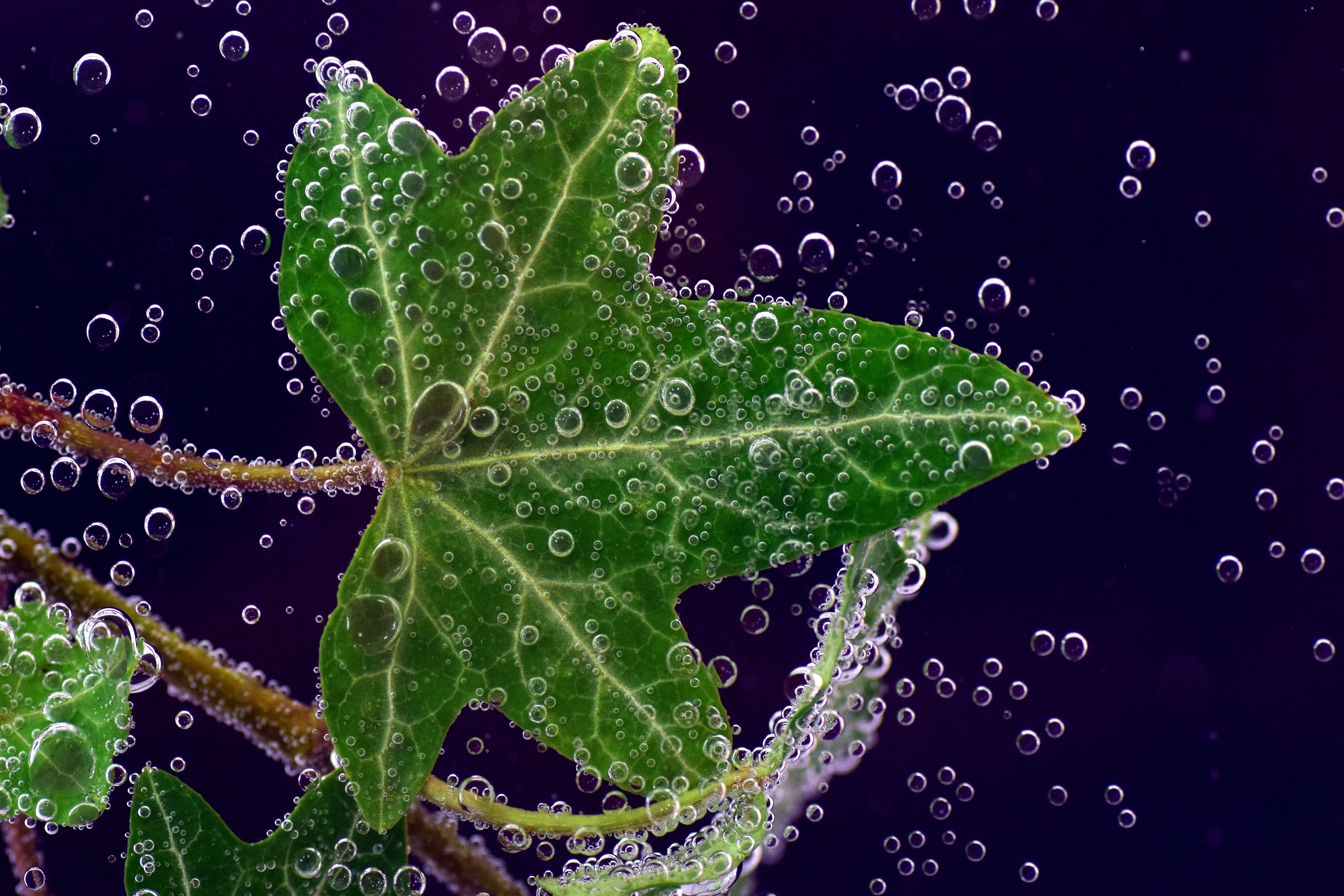Download mobile wallpaper Ivy, Sheet, Macro, Leaf, Close Up, Drops for free.