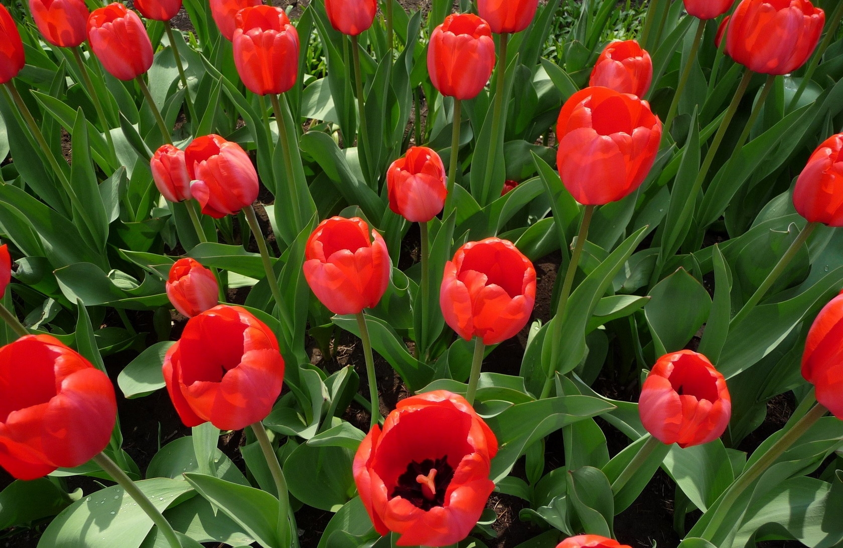 55847 descargar fondo de pantalla flores, tulipanes, cama de flores, parterre, primavera: protectores de pantalla e imágenes gratis