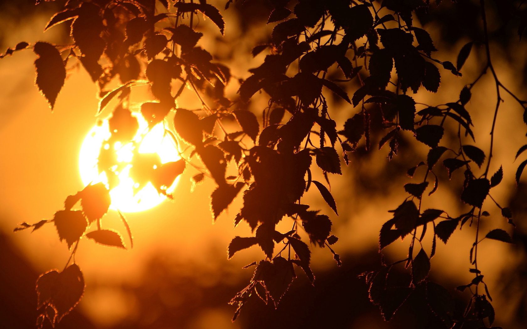 nature, sunset, leaves, sun, branches, disk, birch