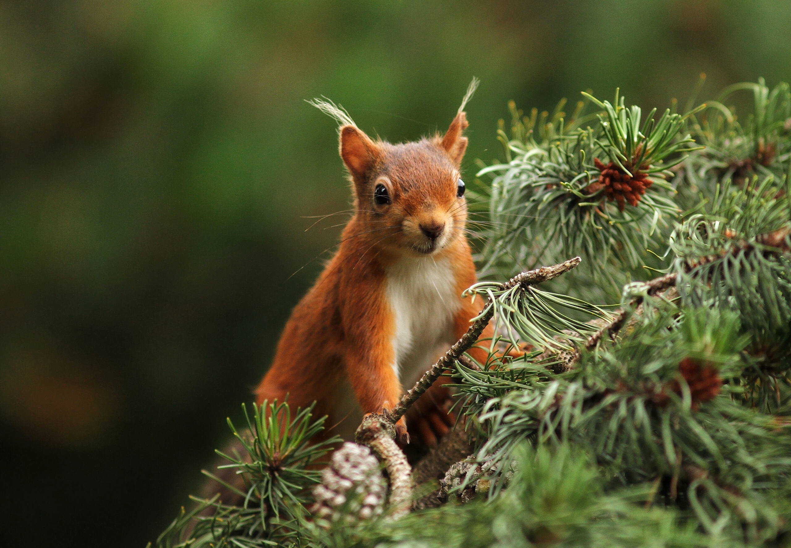Download mobile wallpaper Squirrel, Animal, Rodent, Pine Tree for free.