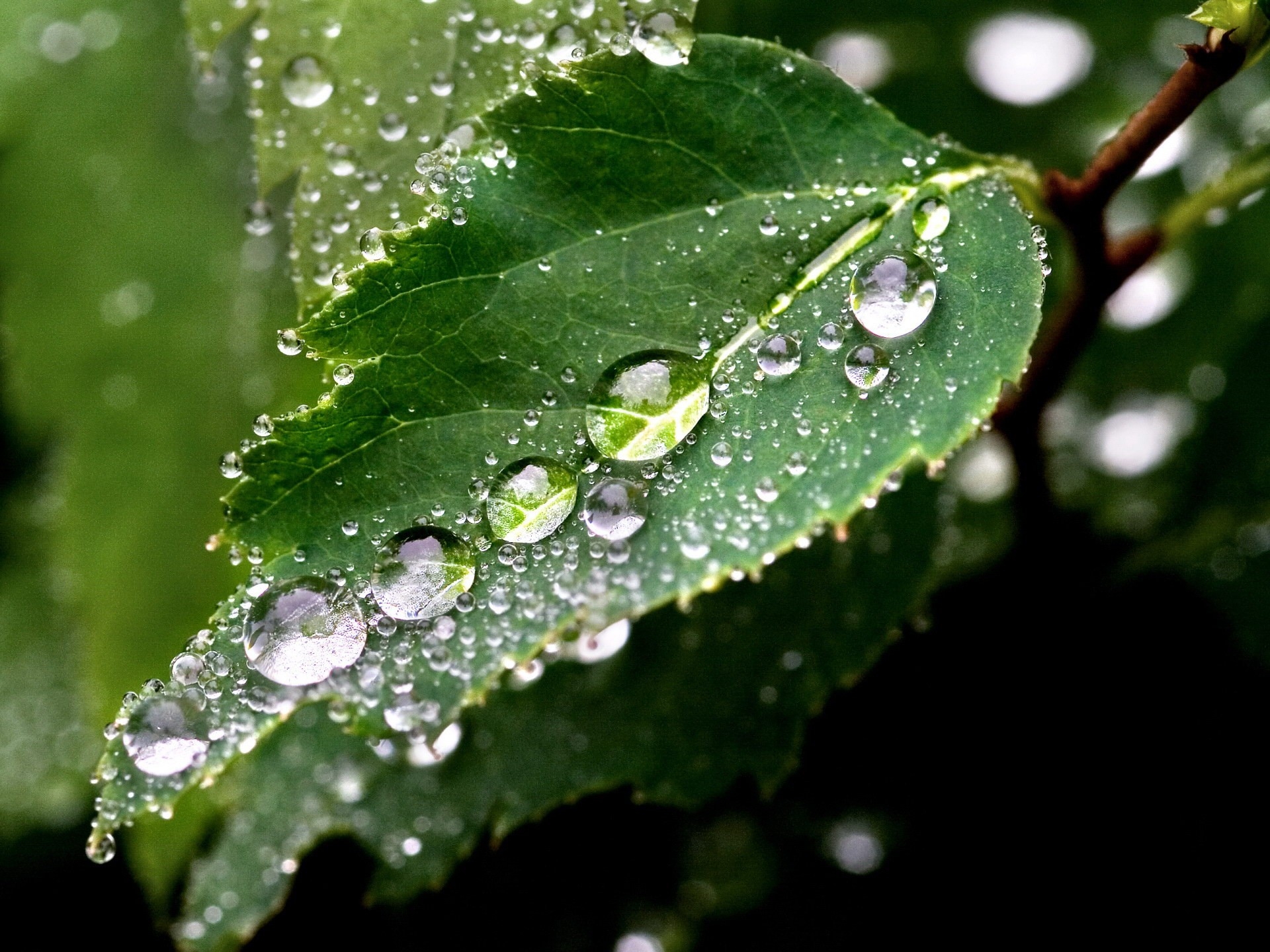 drops, green, macro, wood, tree, wet, sheet, leaf, humid Phone Background