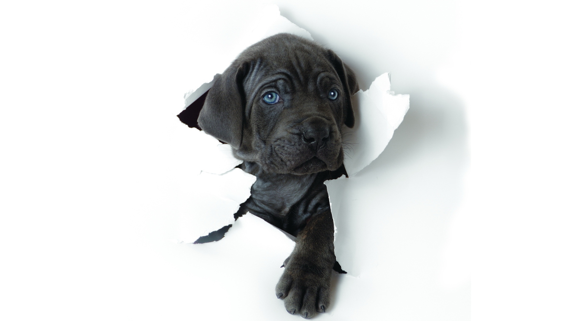 Free download wallpaper Puppy, Dogs, Animal on your PC desktop